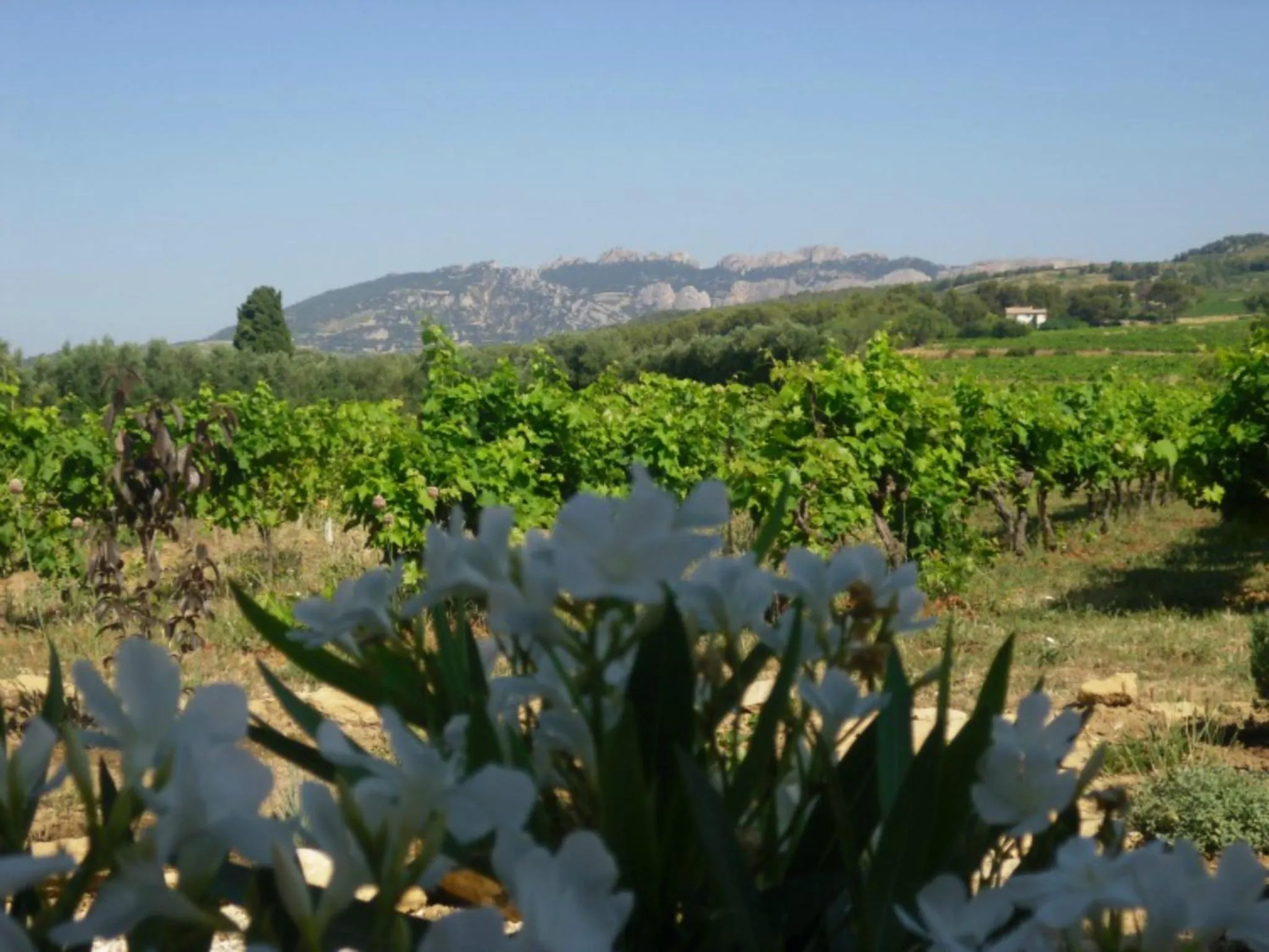 Garden in La Dentellière