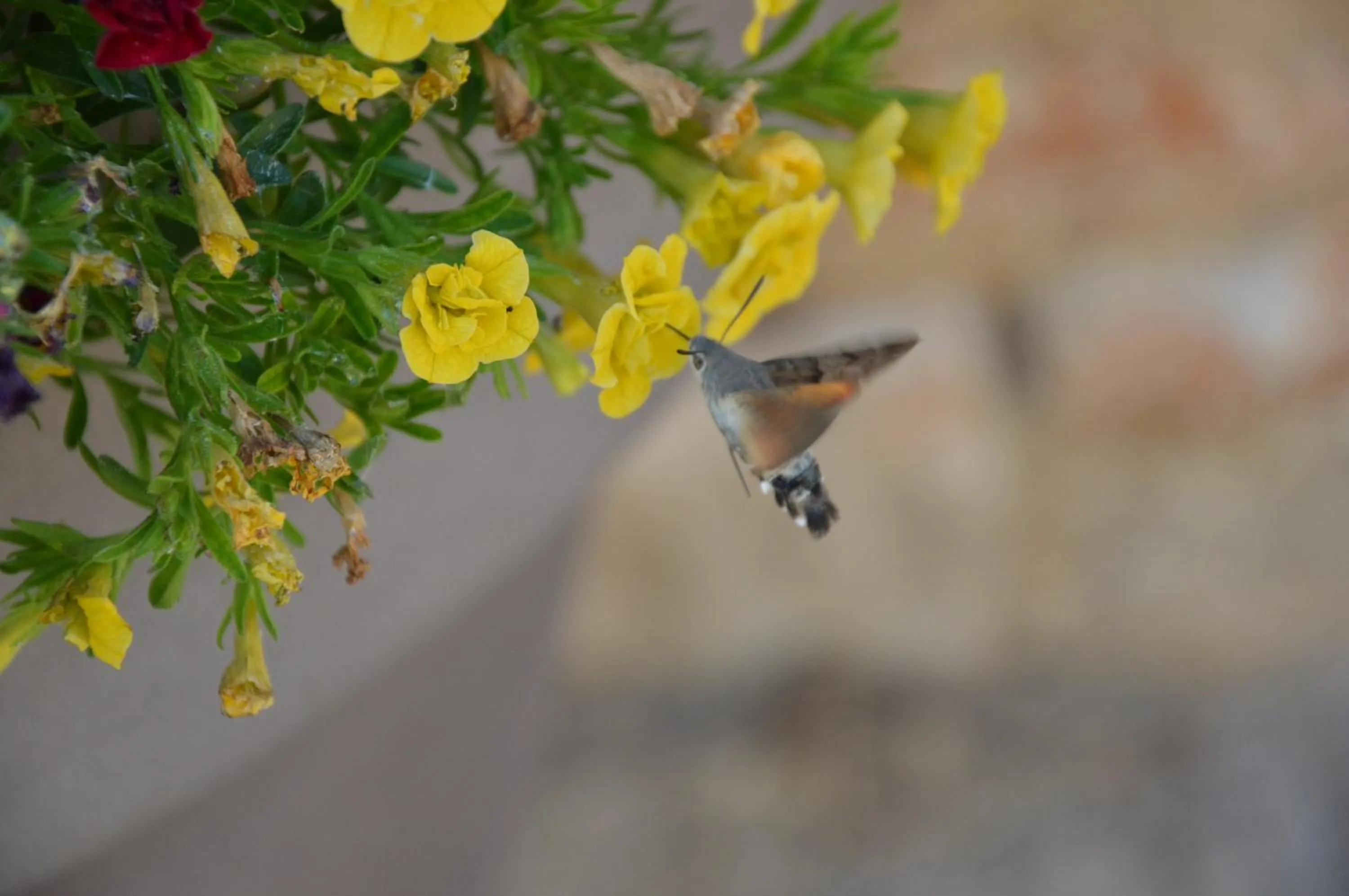 Entertainment in La Dentellière