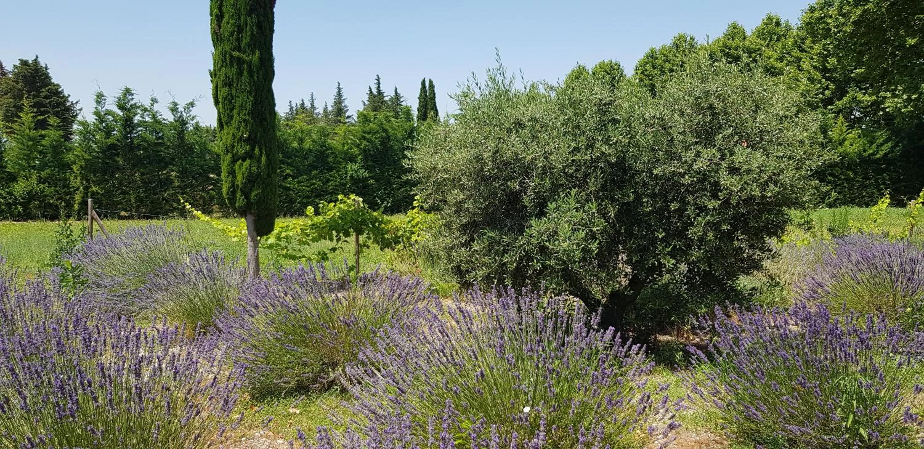 Garden view in La Pastorale