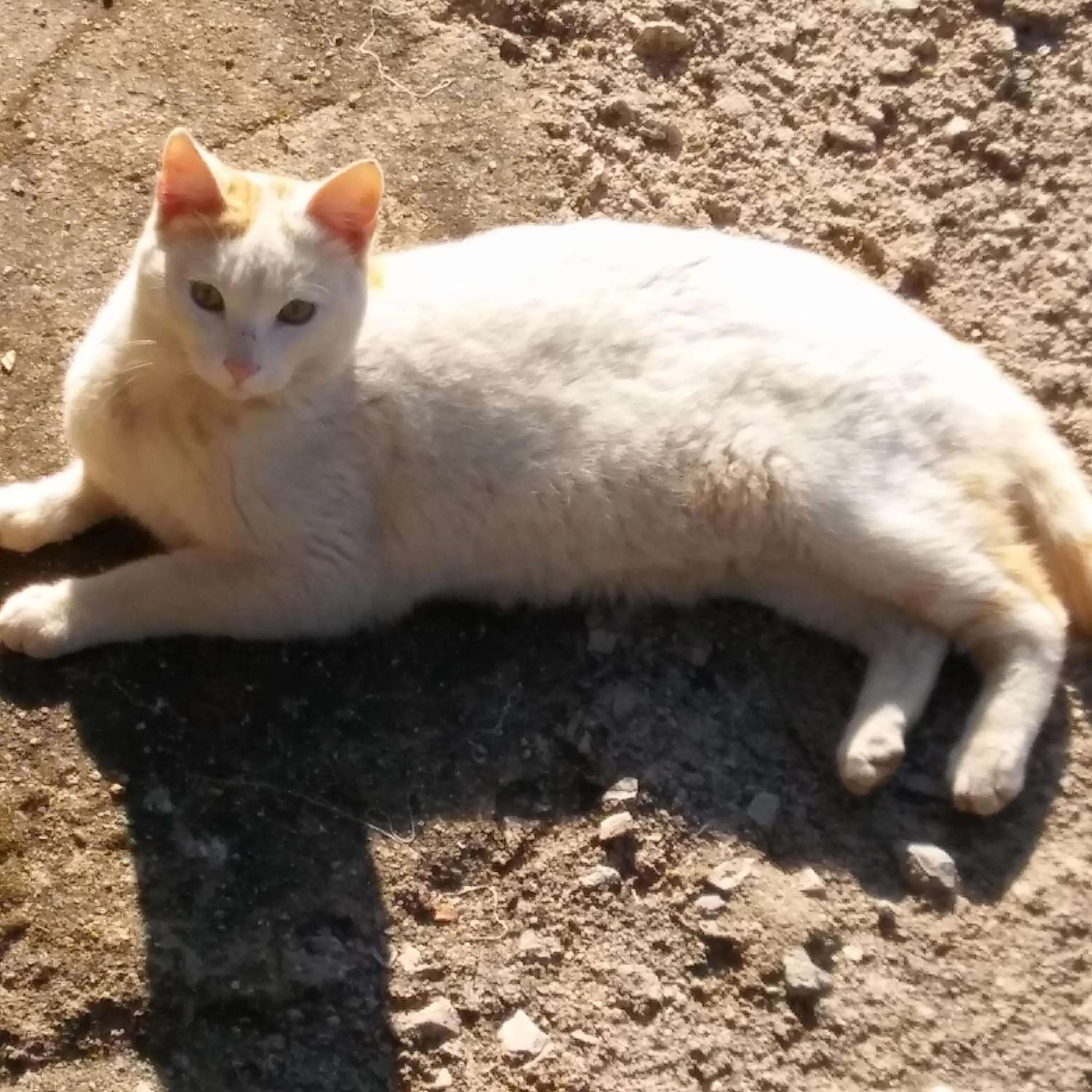 Property building, Pets in La Cabaña Romantica de Llano