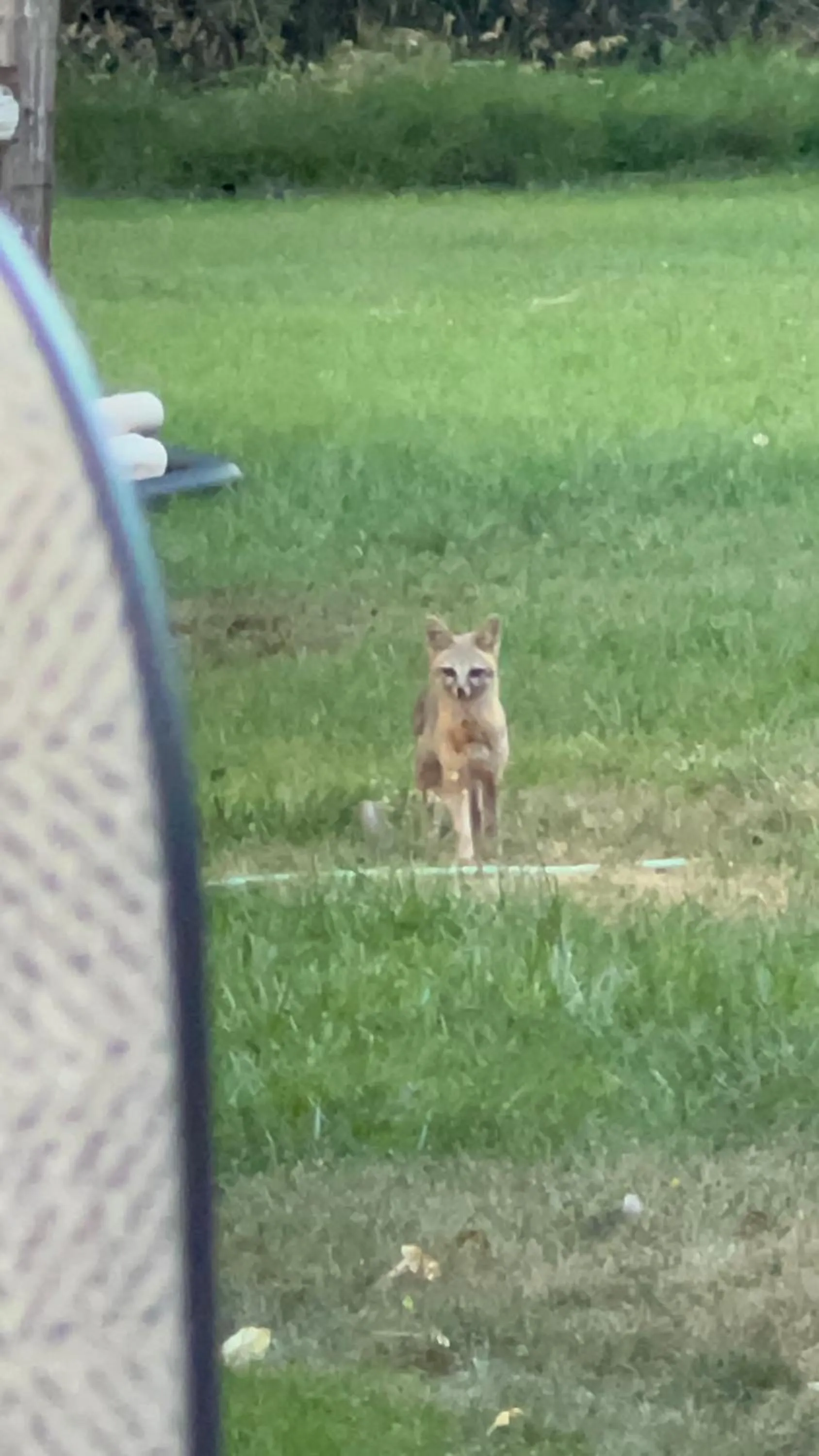 Animals in Castle Valley Inn