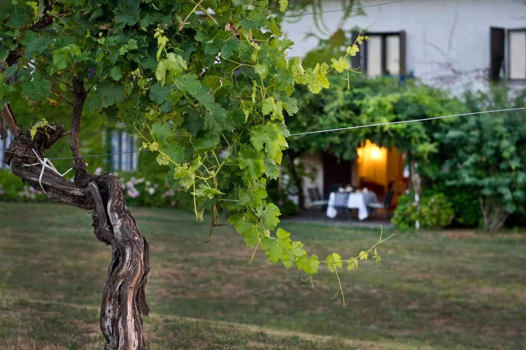 Garden in Agriturismo Tra Le Vigne