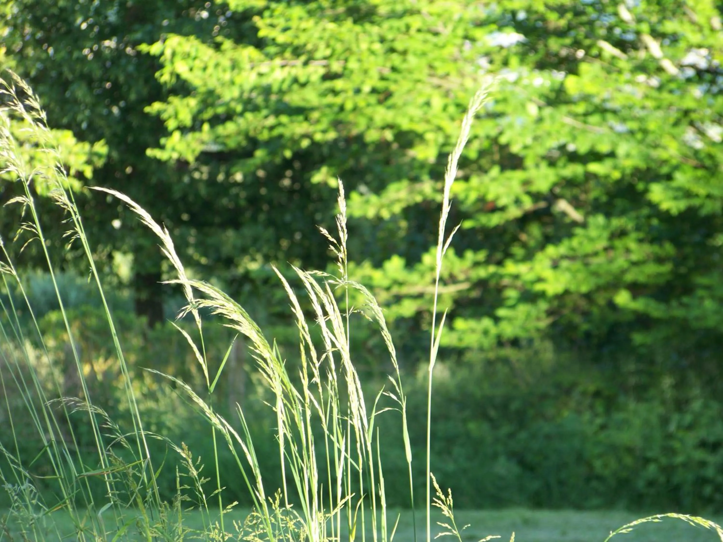 Spring in Croix Blanche