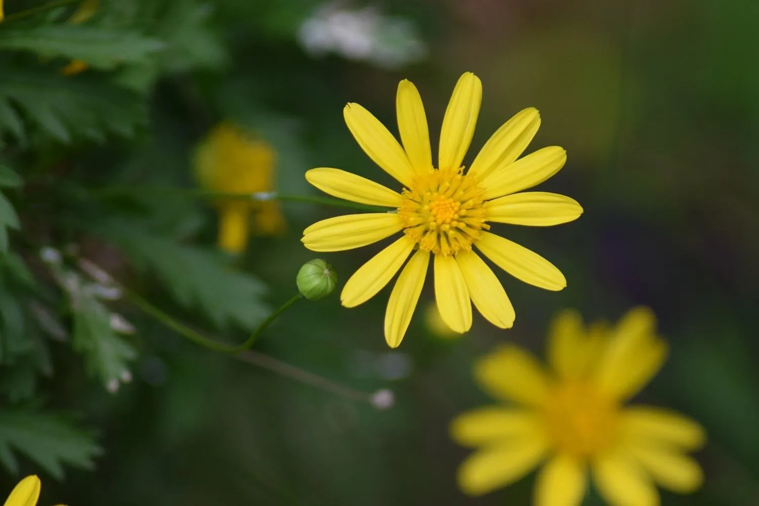 Garden in Margarita House
