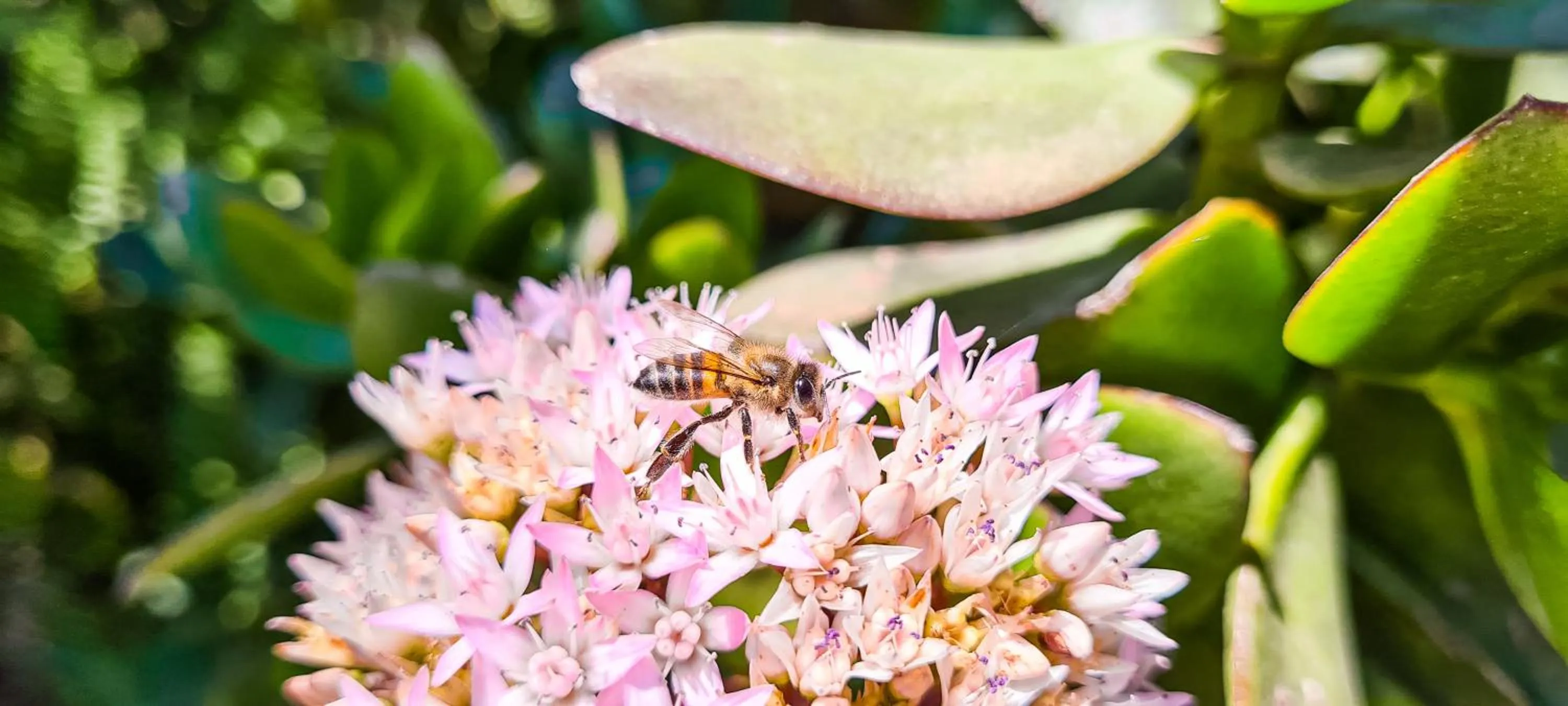 Garden in Margarita House