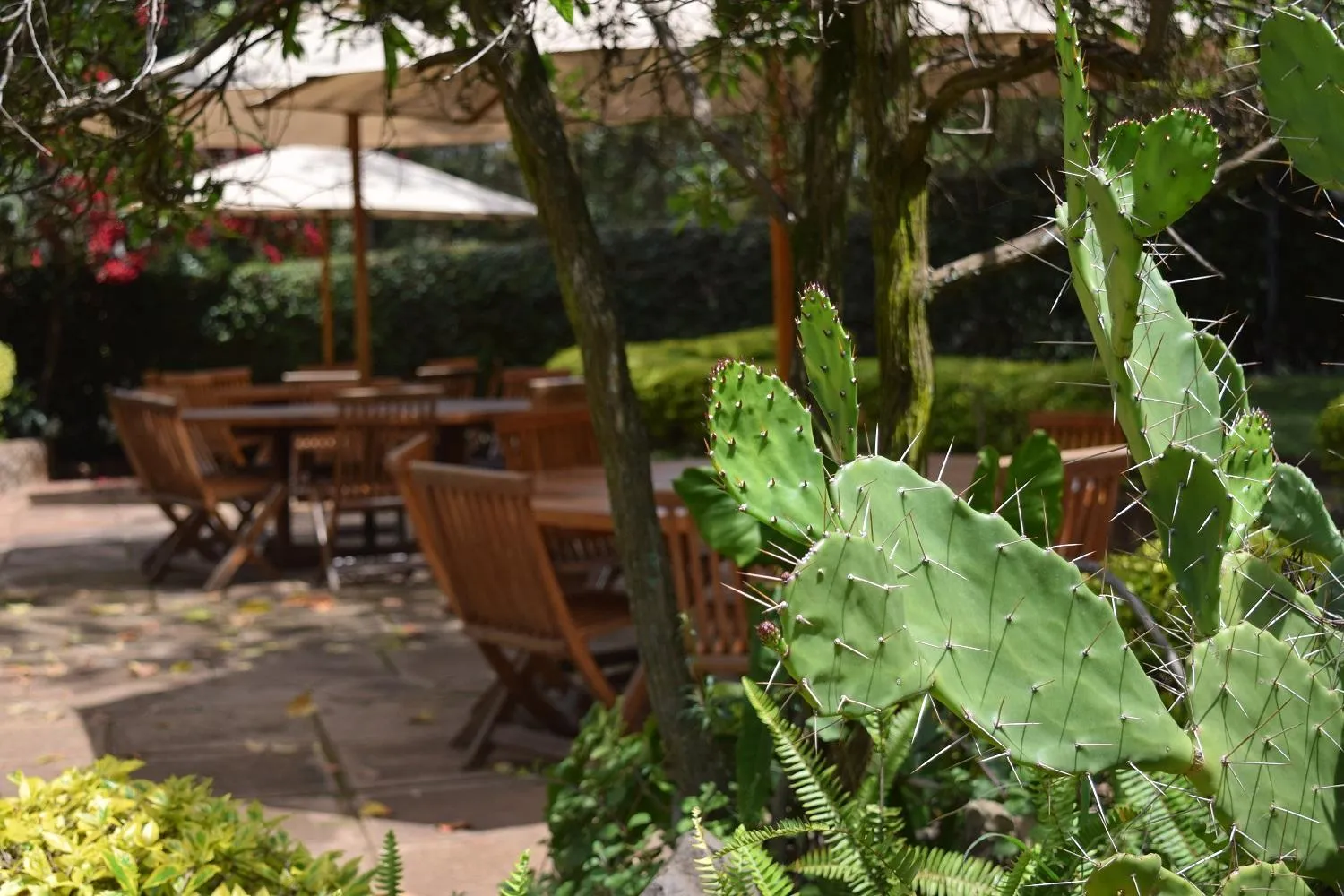 Garden view in Margarita House