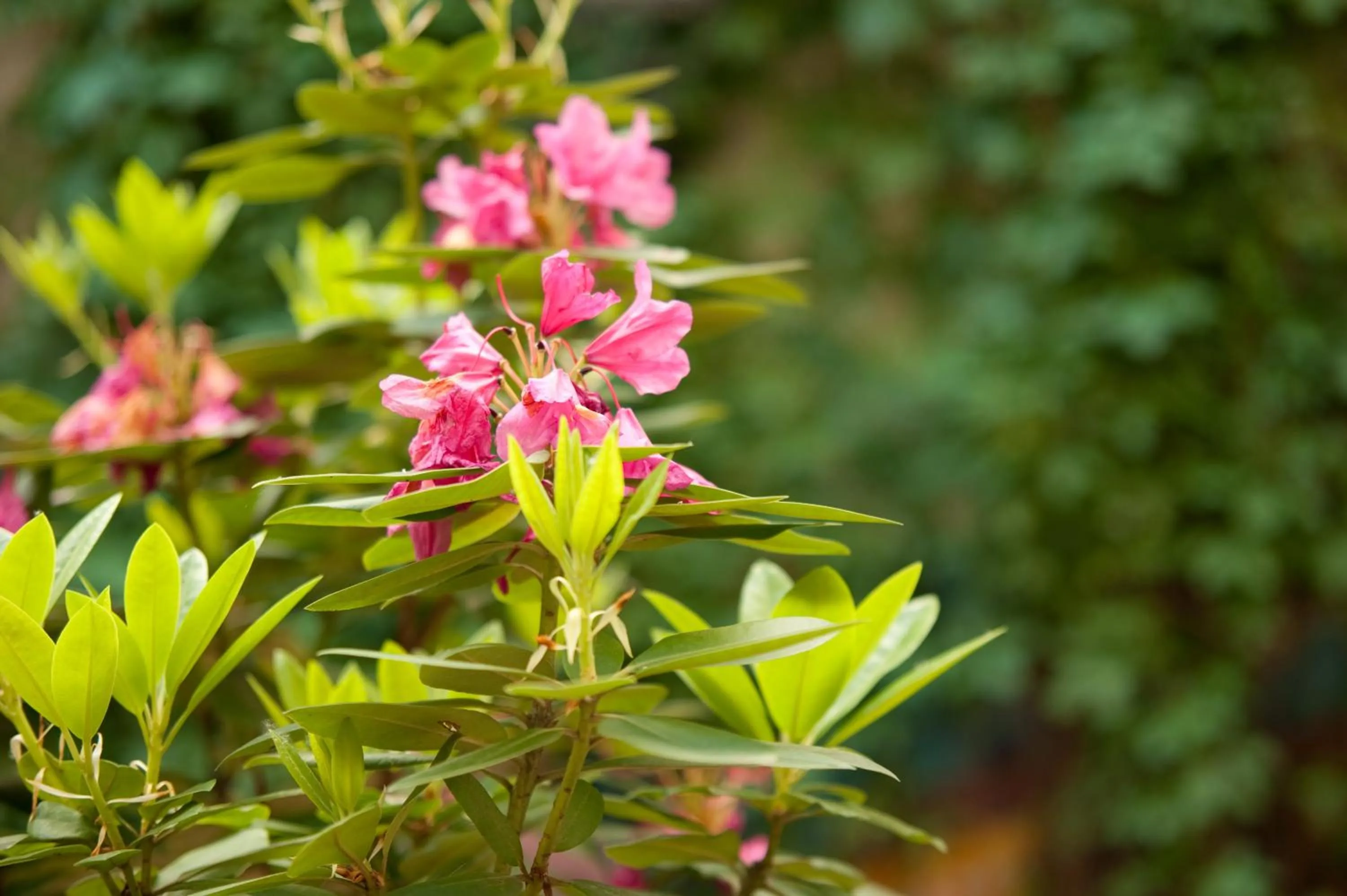 Spring in Steps-Hotel