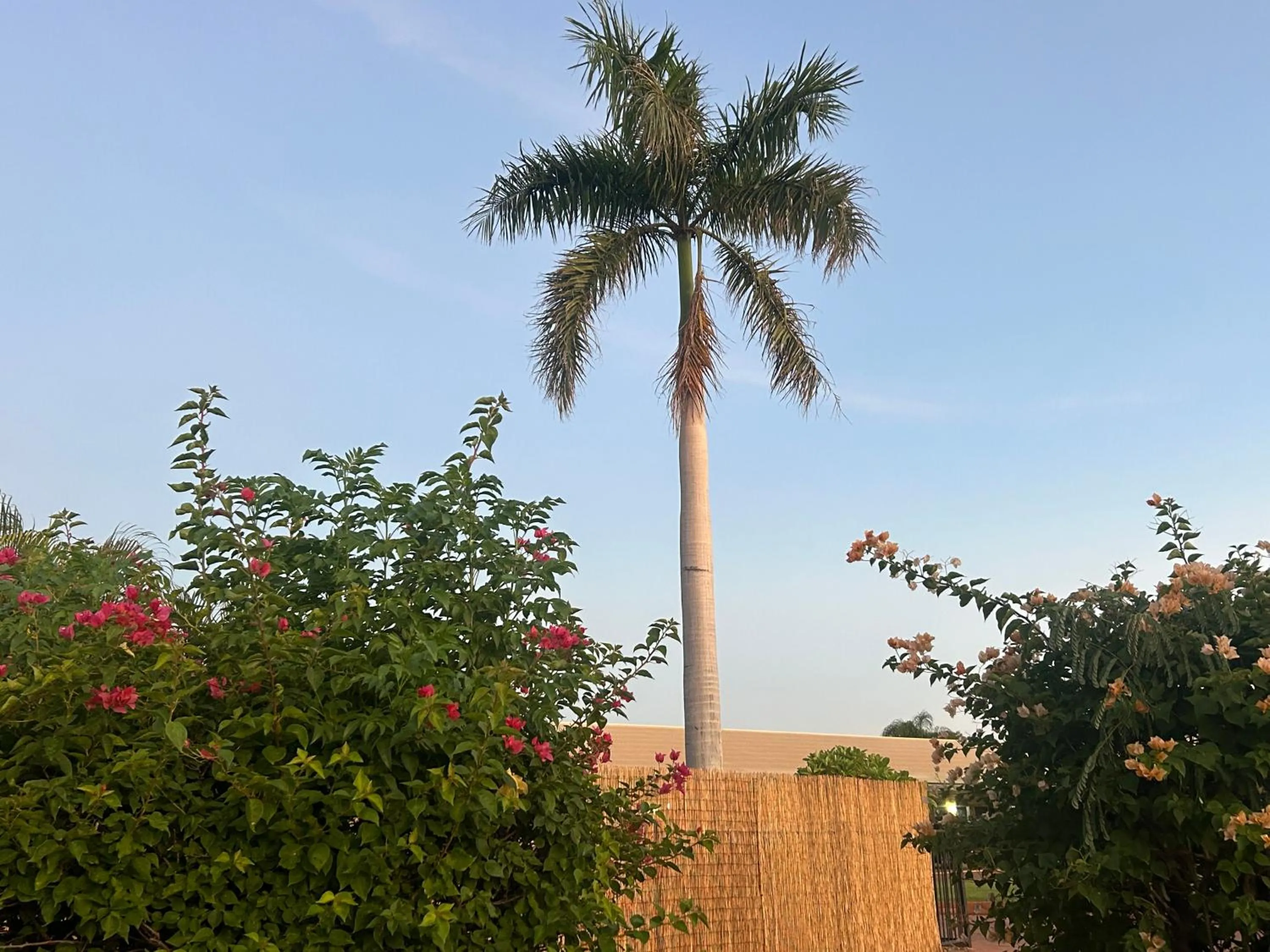 Garden in Abacus Motel