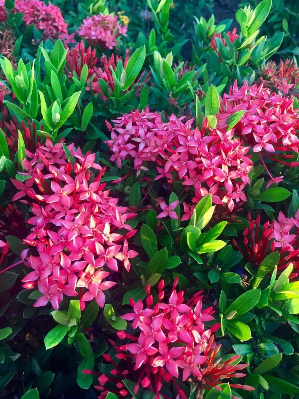 Garden in Seiri del Mar
