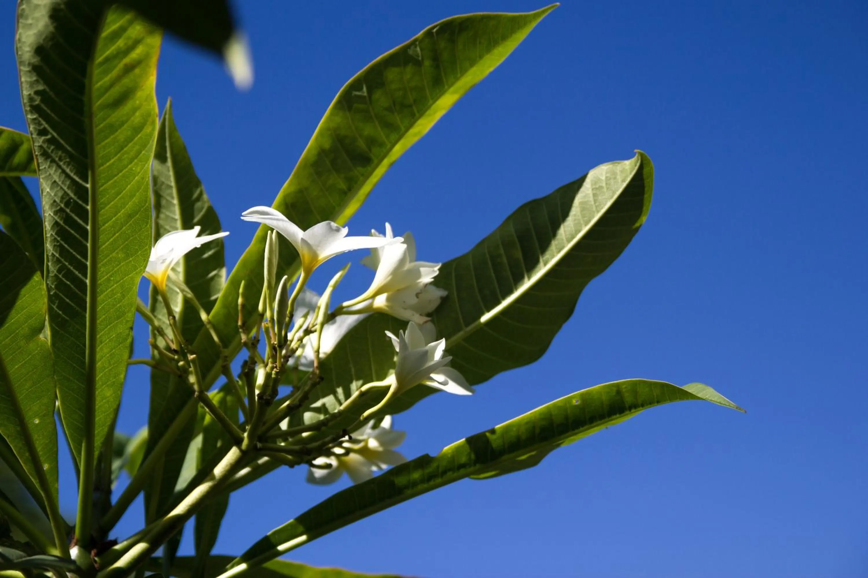 Garden in Guácima Escondida Hotel Boutique