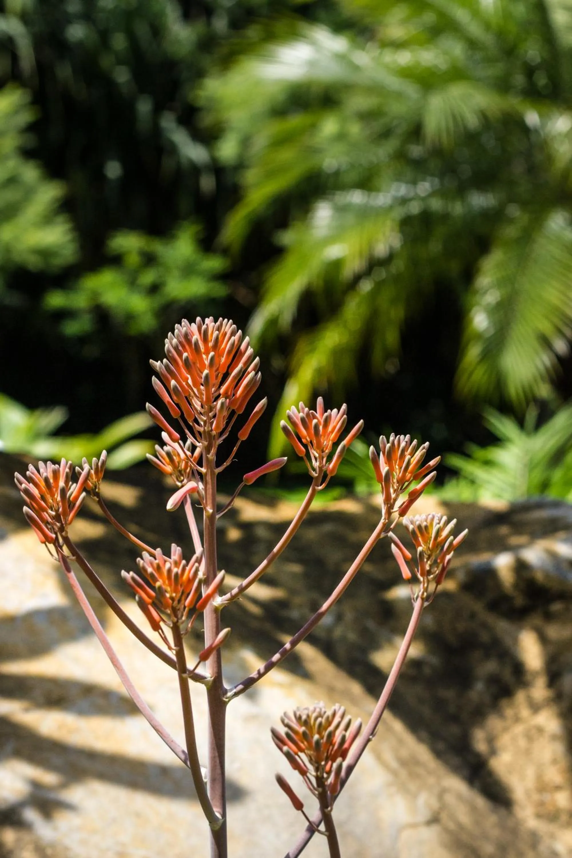 Garden in Guácima Escondida Hotel Boutique