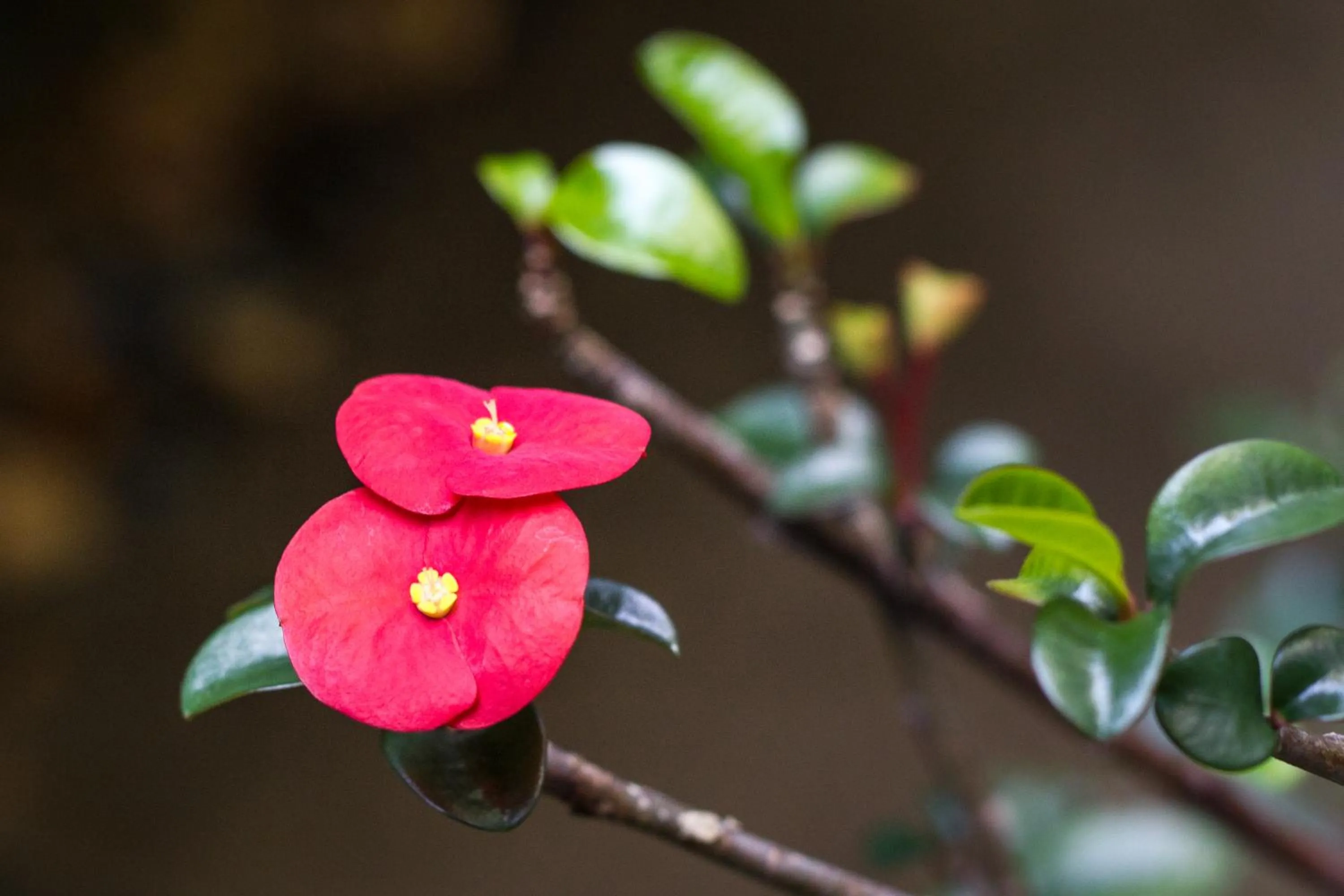 Garden in Guácima Escondida Hotel Boutique