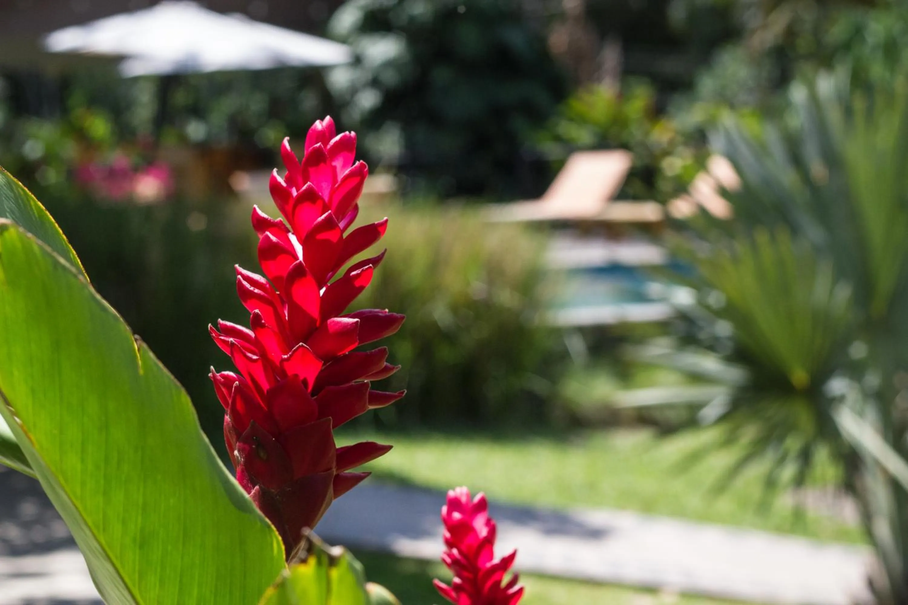 Garden in Guácima Escondida Hotel Boutique