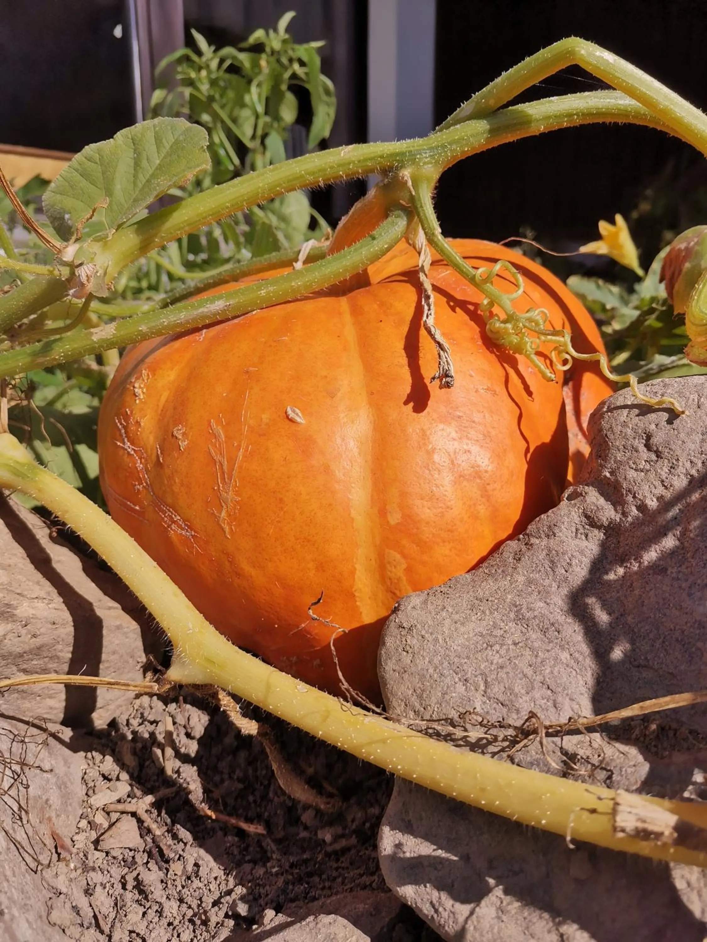 Day in Hotel zur Schmiede