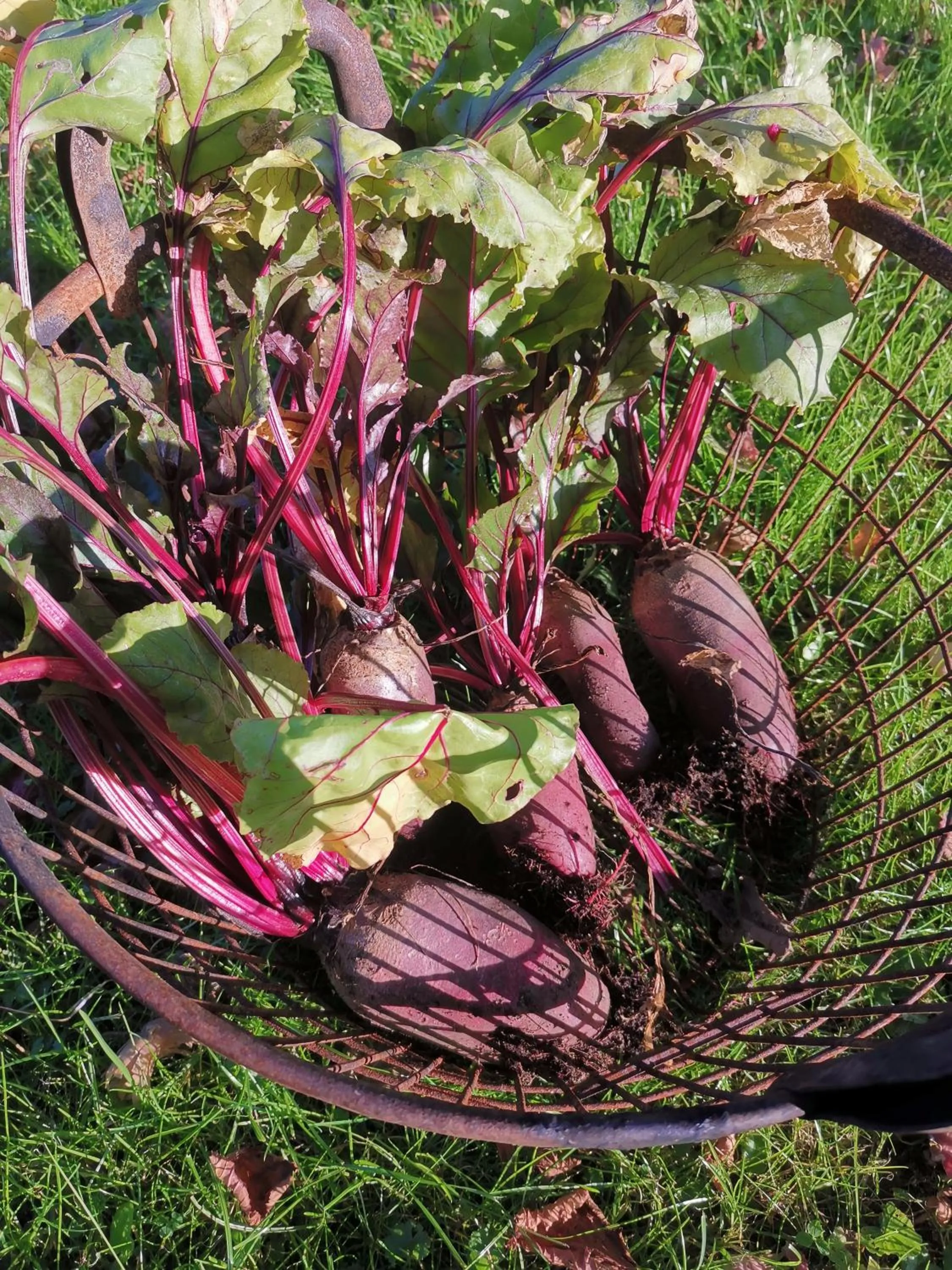 Garden in Hotel zur Schmiede