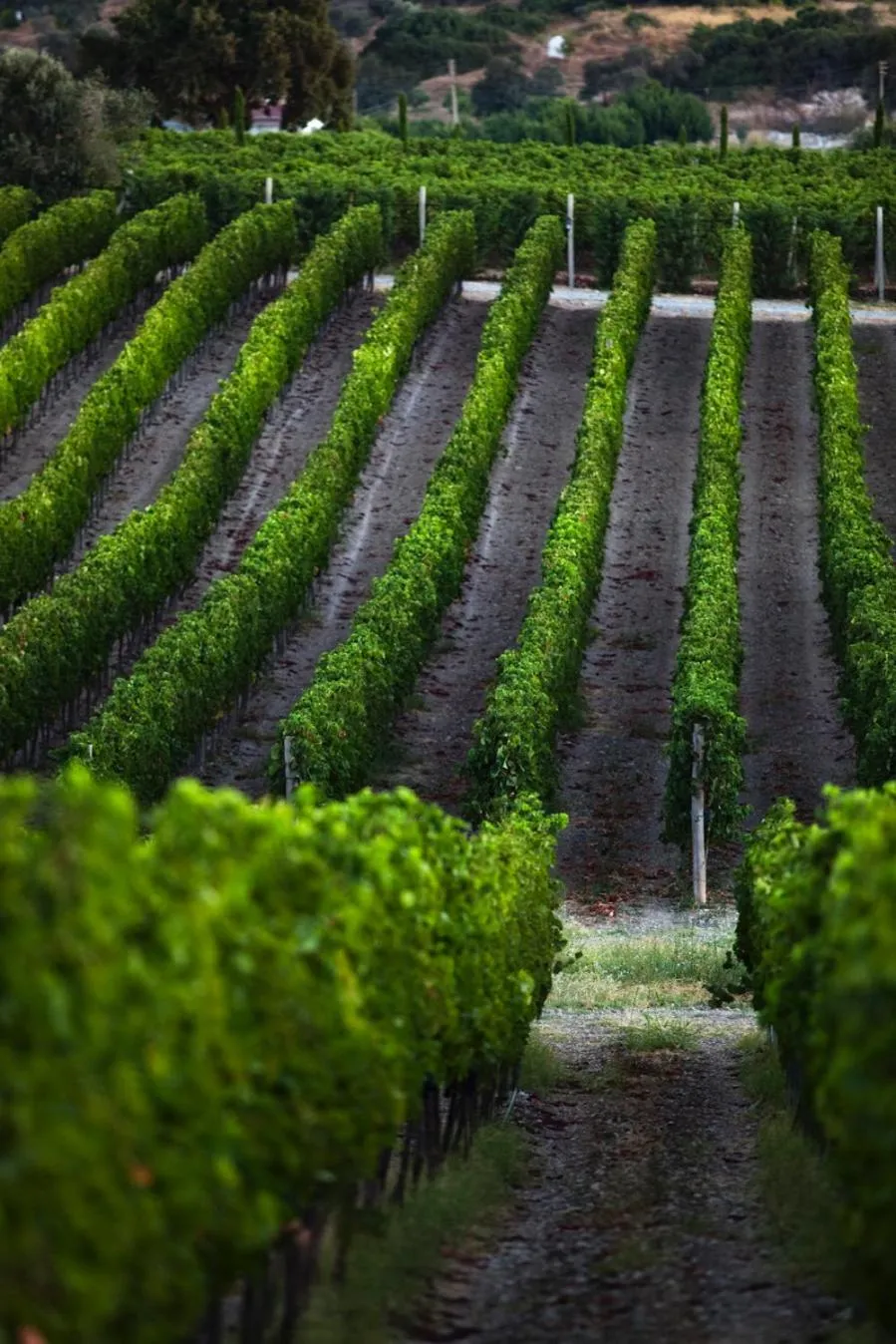 View (from property/room) in Two Rooms Hotel