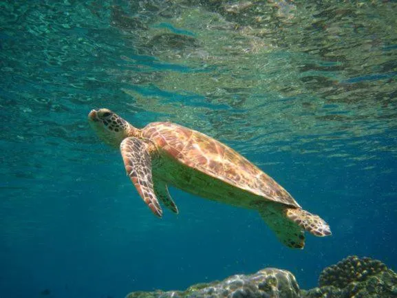 Natural landscape in Sipadan Inn 3