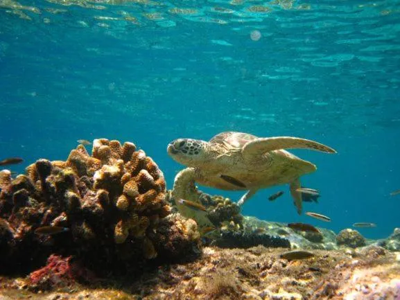 Natural landscape in Sipadan Inn 3