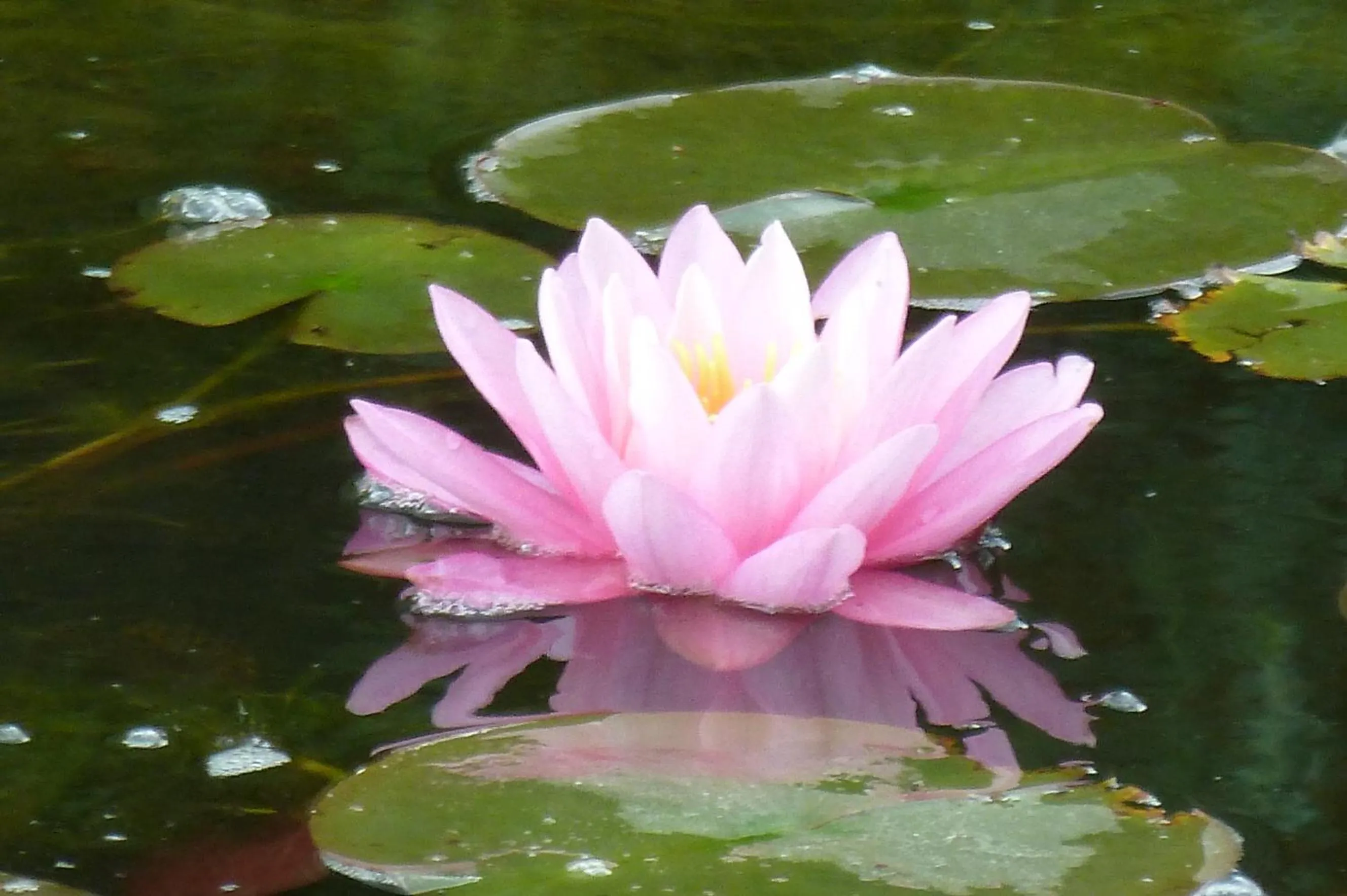 Garden in Wellness- und Gartenhotel Heusser