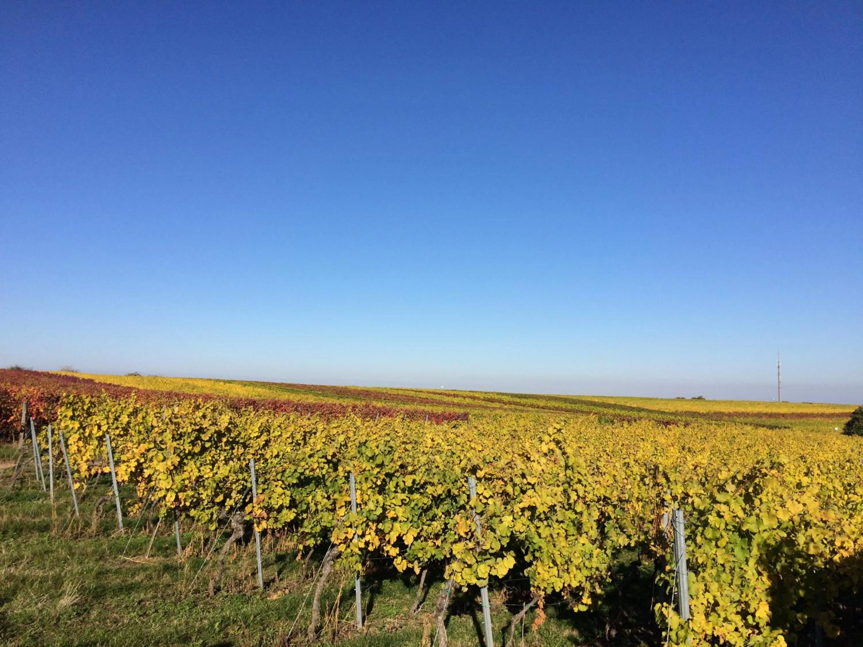 Natural landscape in Wellness- und Gartenhotel Heusser