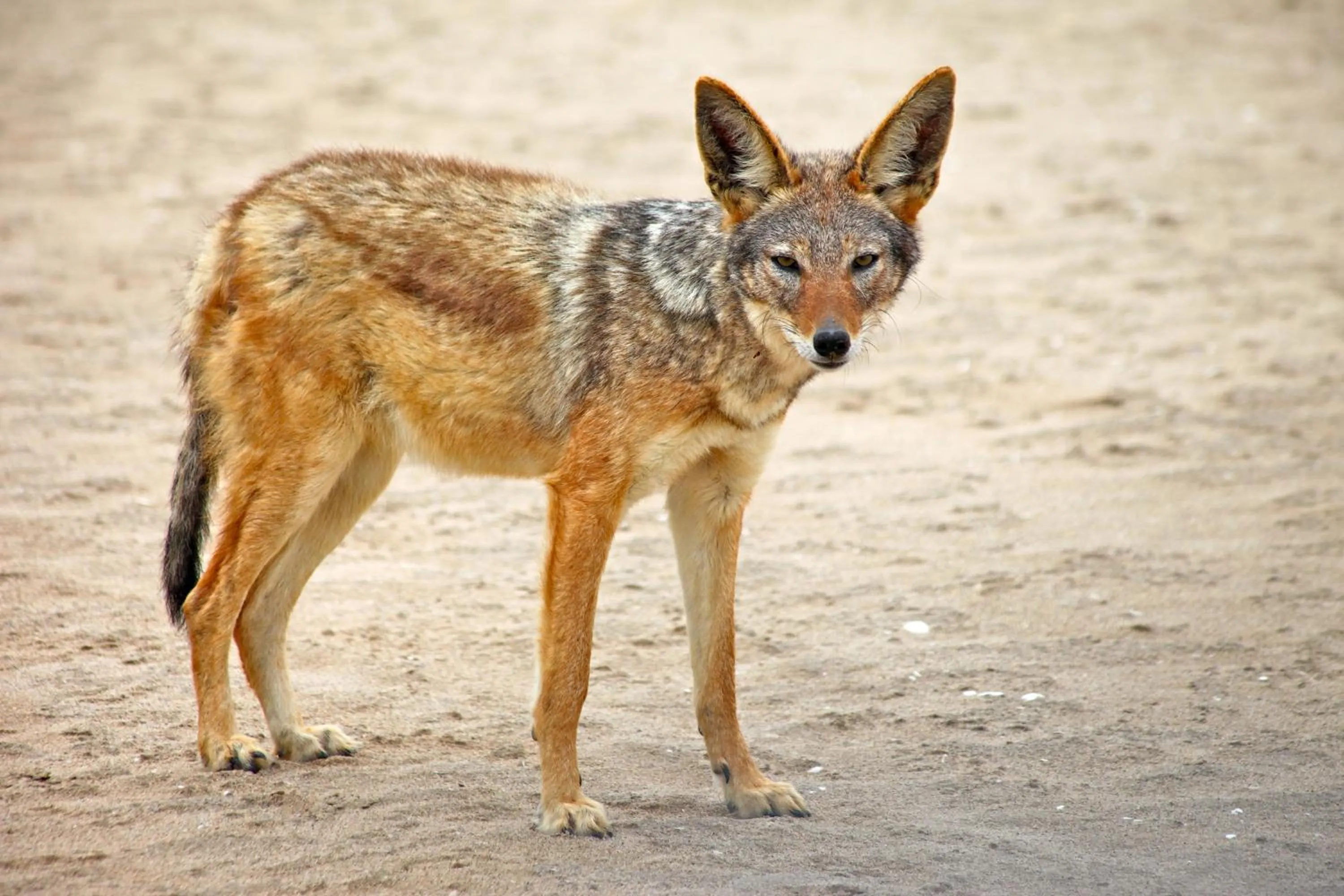Animals in Pelican Point Lodge