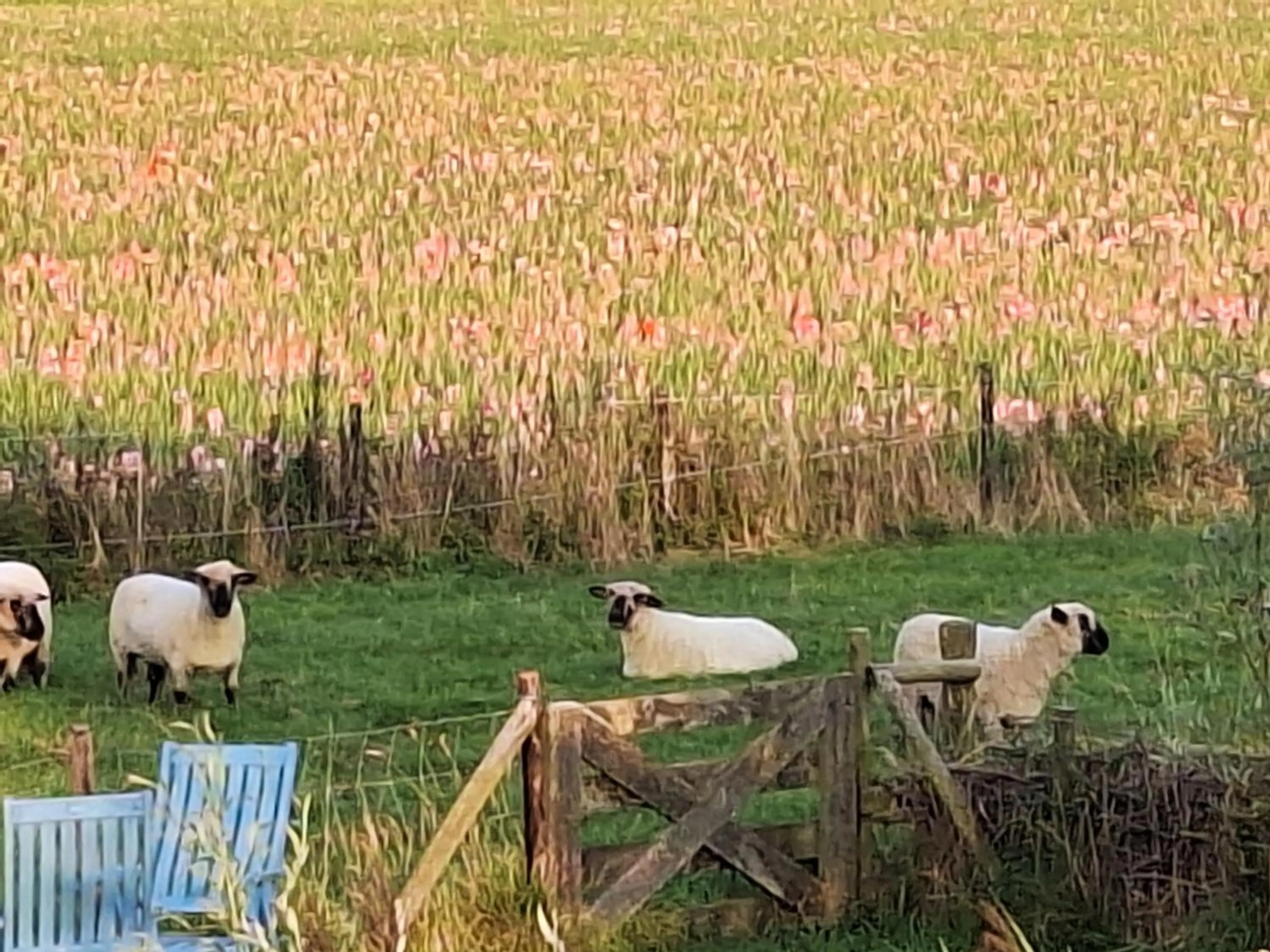 B & B 'Droom in de polder de Suite met prive sauna