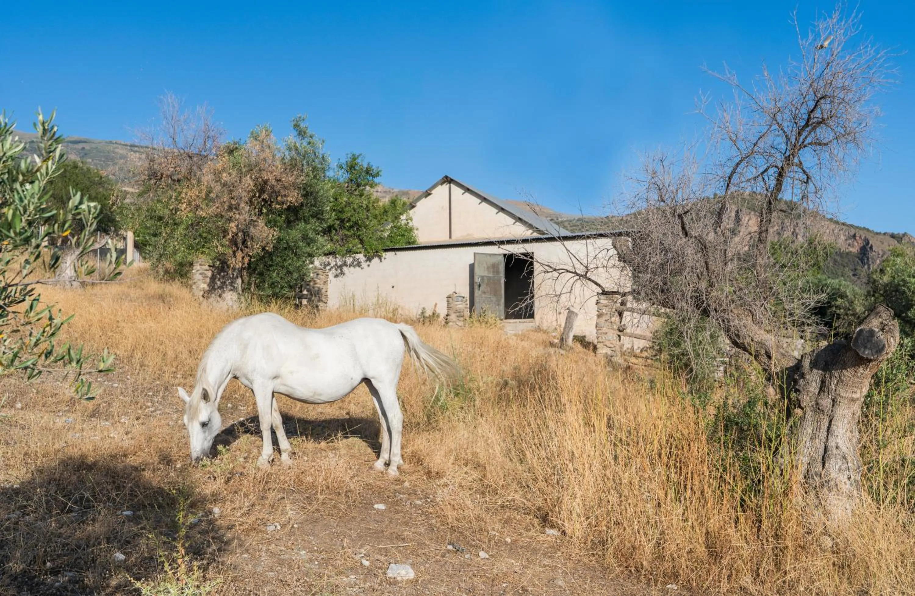 Garden in Hotel Rural Alqueria de los lentos