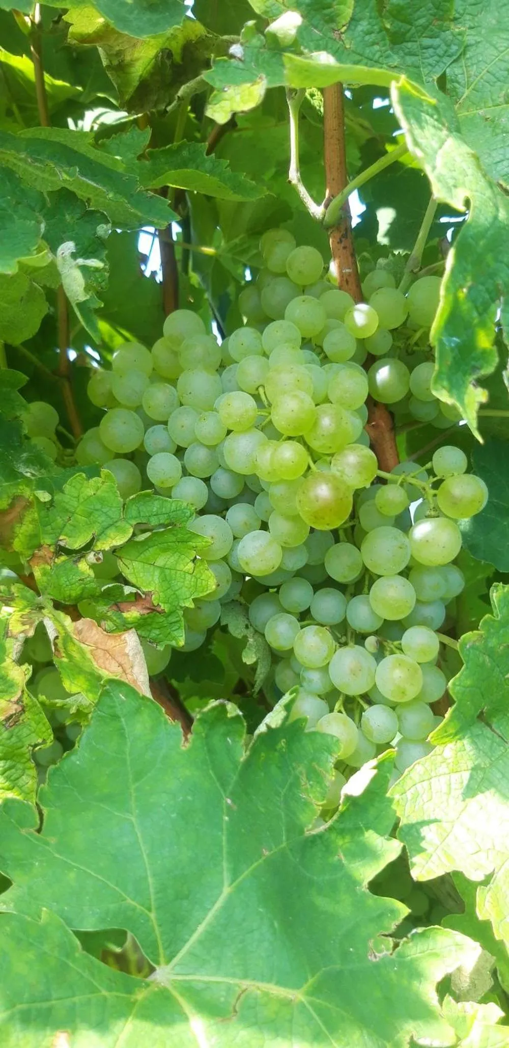 Natural landscape in La Casa Vecchia