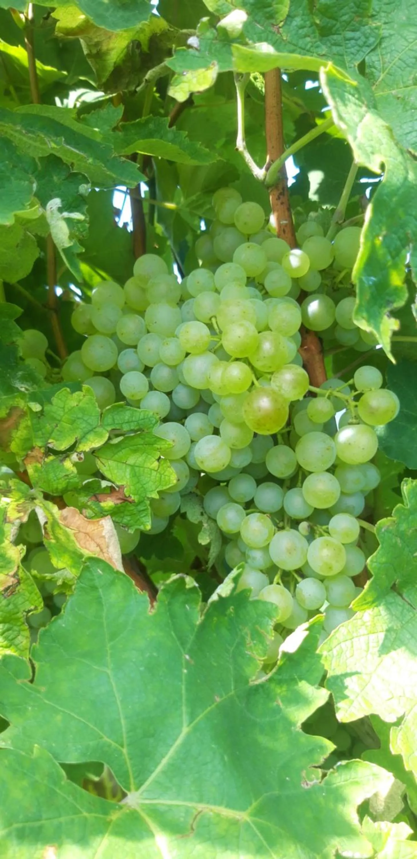 Natural landscape in La Casa Vecchia