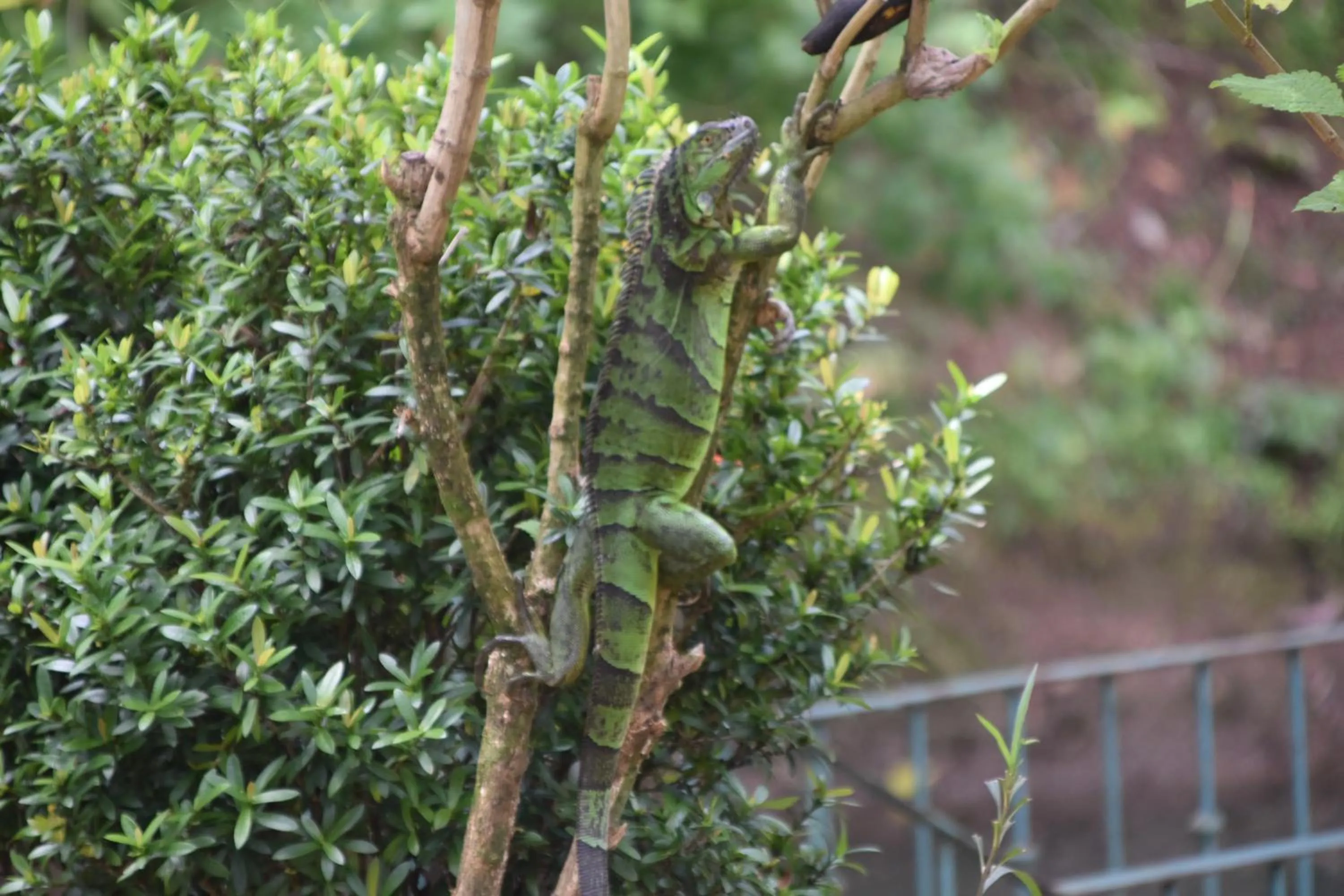 Animals in Hotel San Rafael Ecolodge