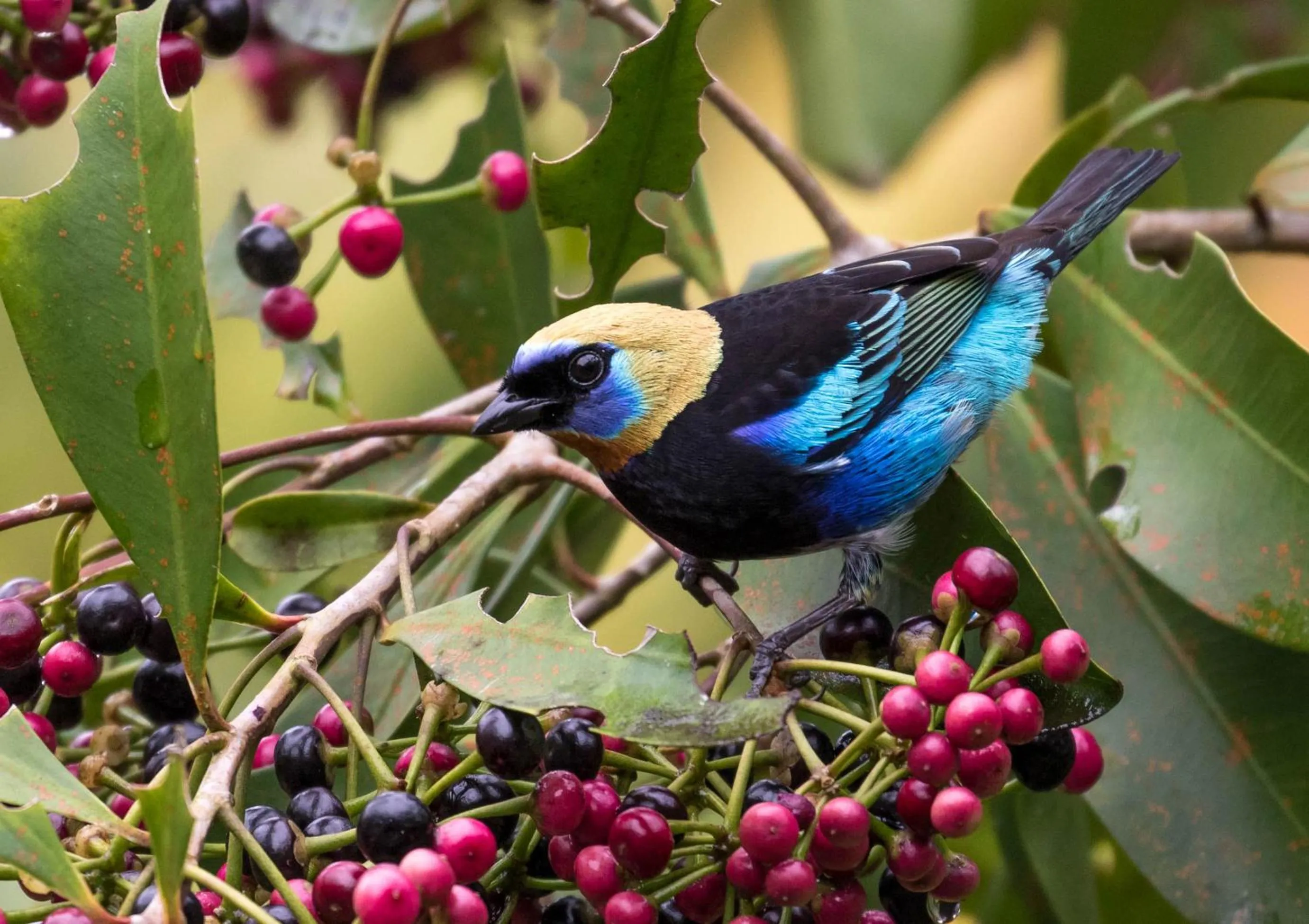 Mountain view in Hotel San Rafael Ecolodge