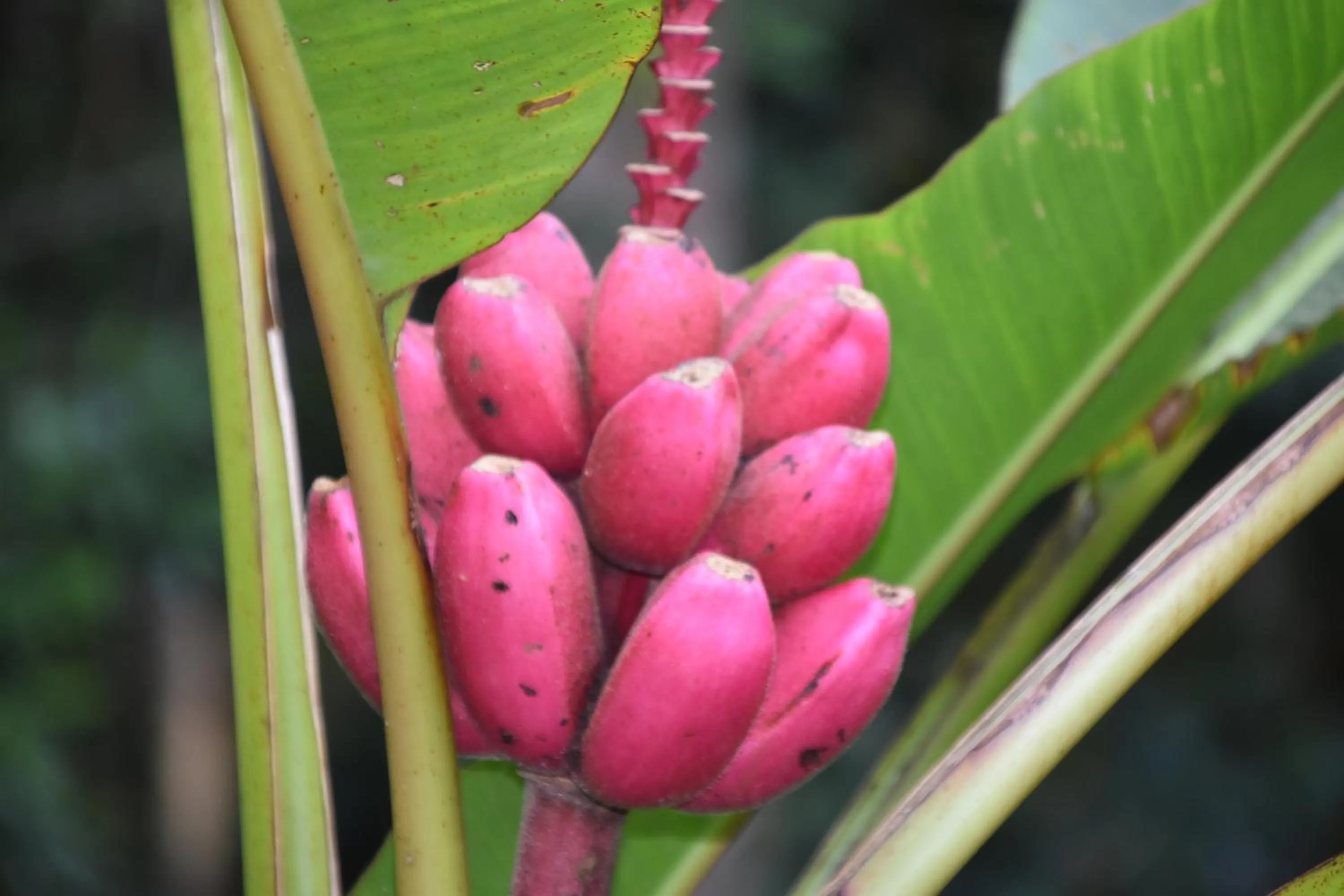 Natural landscape in Hotel San Rafael Ecolodge