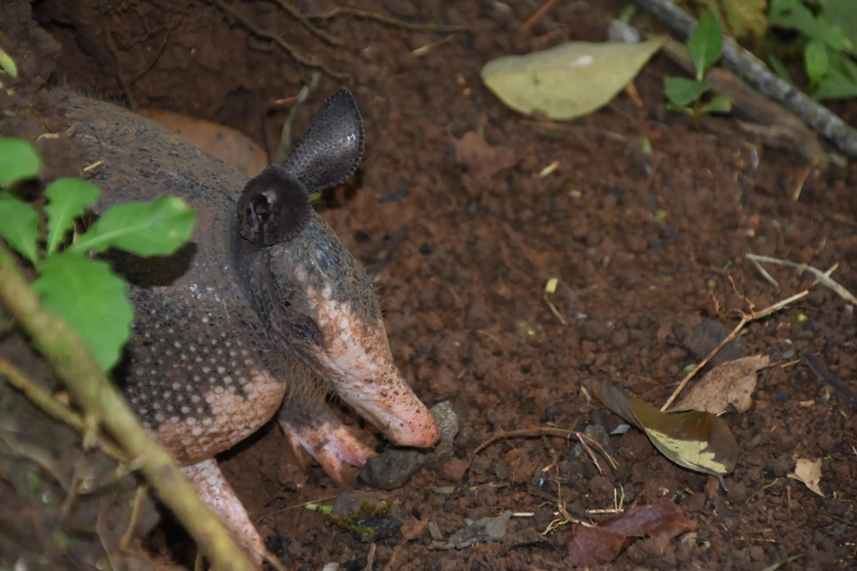 Animals in Hotel San Rafael Ecolodge