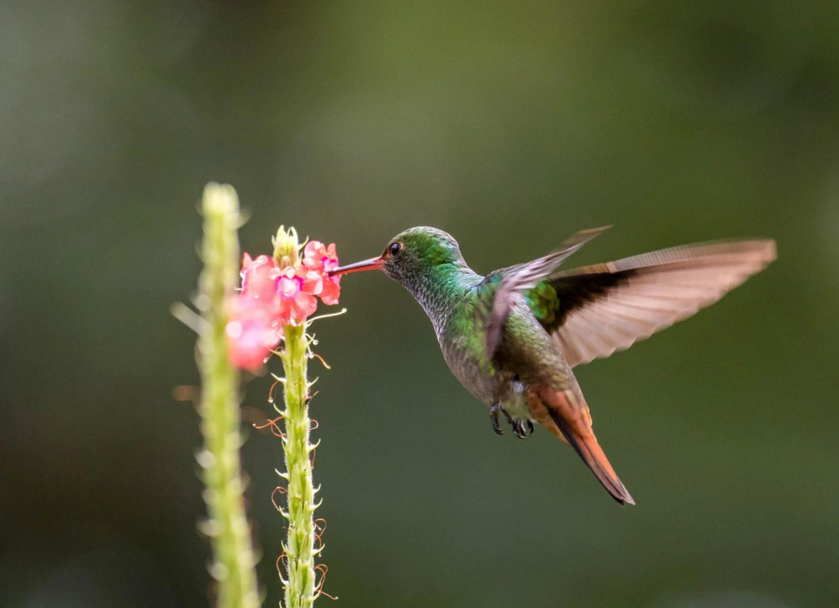 Off site in Hotel San Rafael Ecolodge
