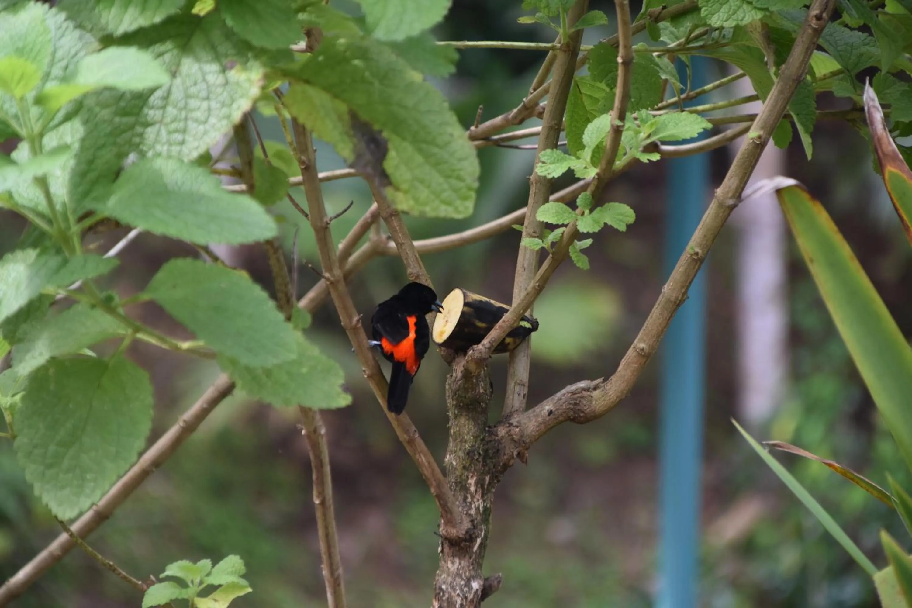 Natural landscape in Hotel San Rafael Ecolodge