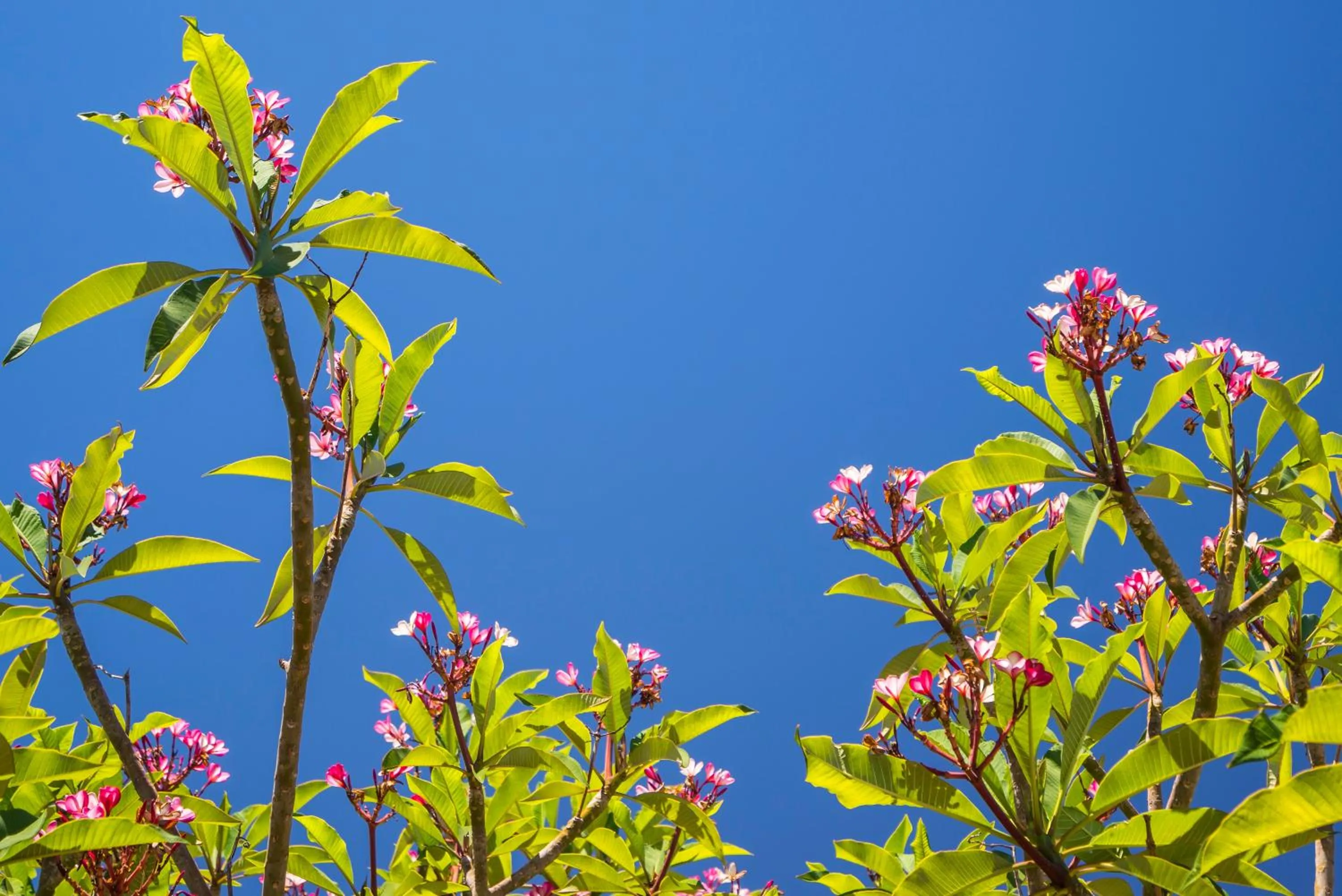 Garden in Mt Isa City Motel