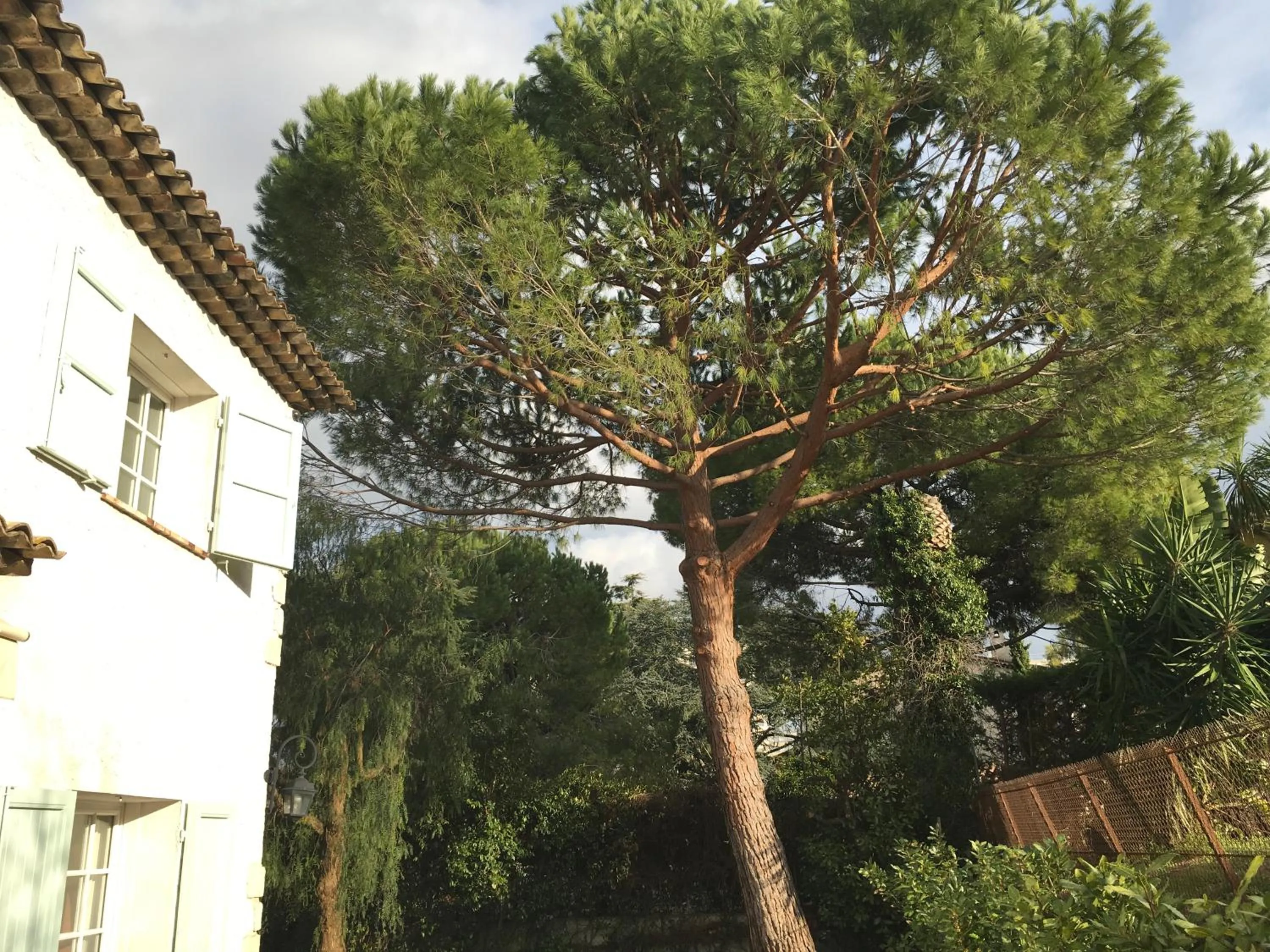 Garden in Villa Alessia