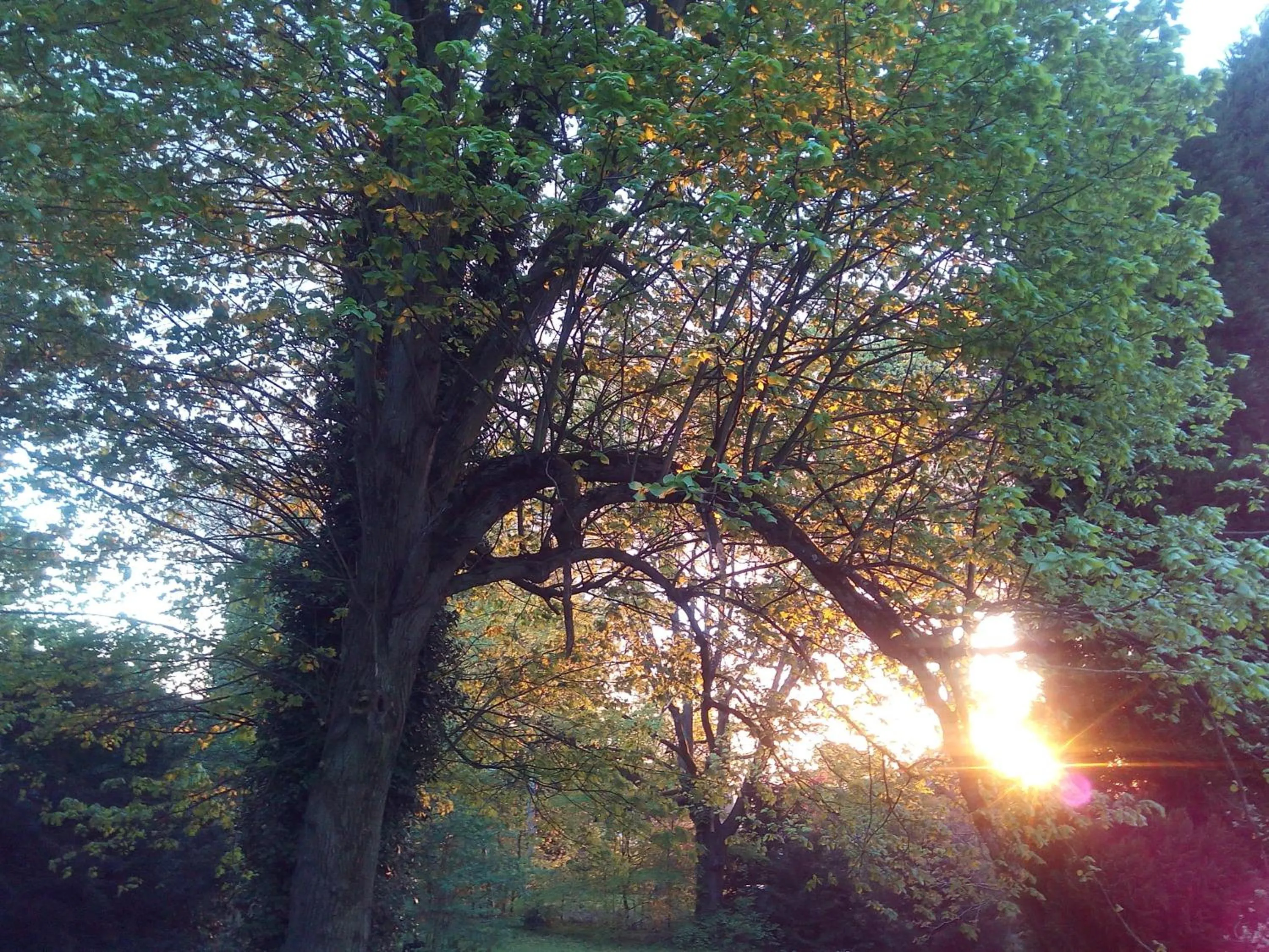 Garden view in B&B Chatelet Cremers