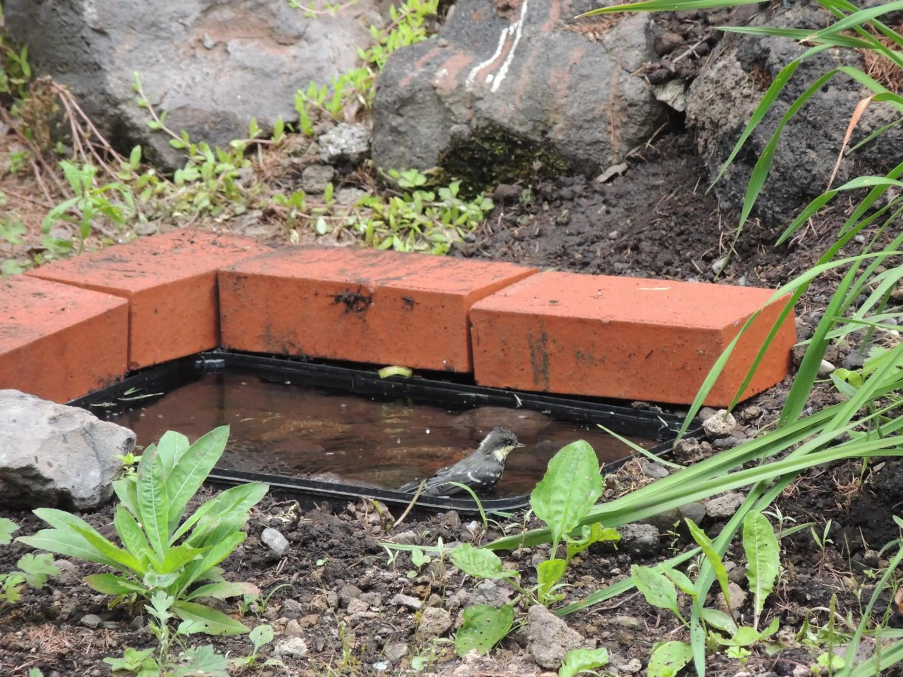 Garden in B&B Hotel Hyochoan