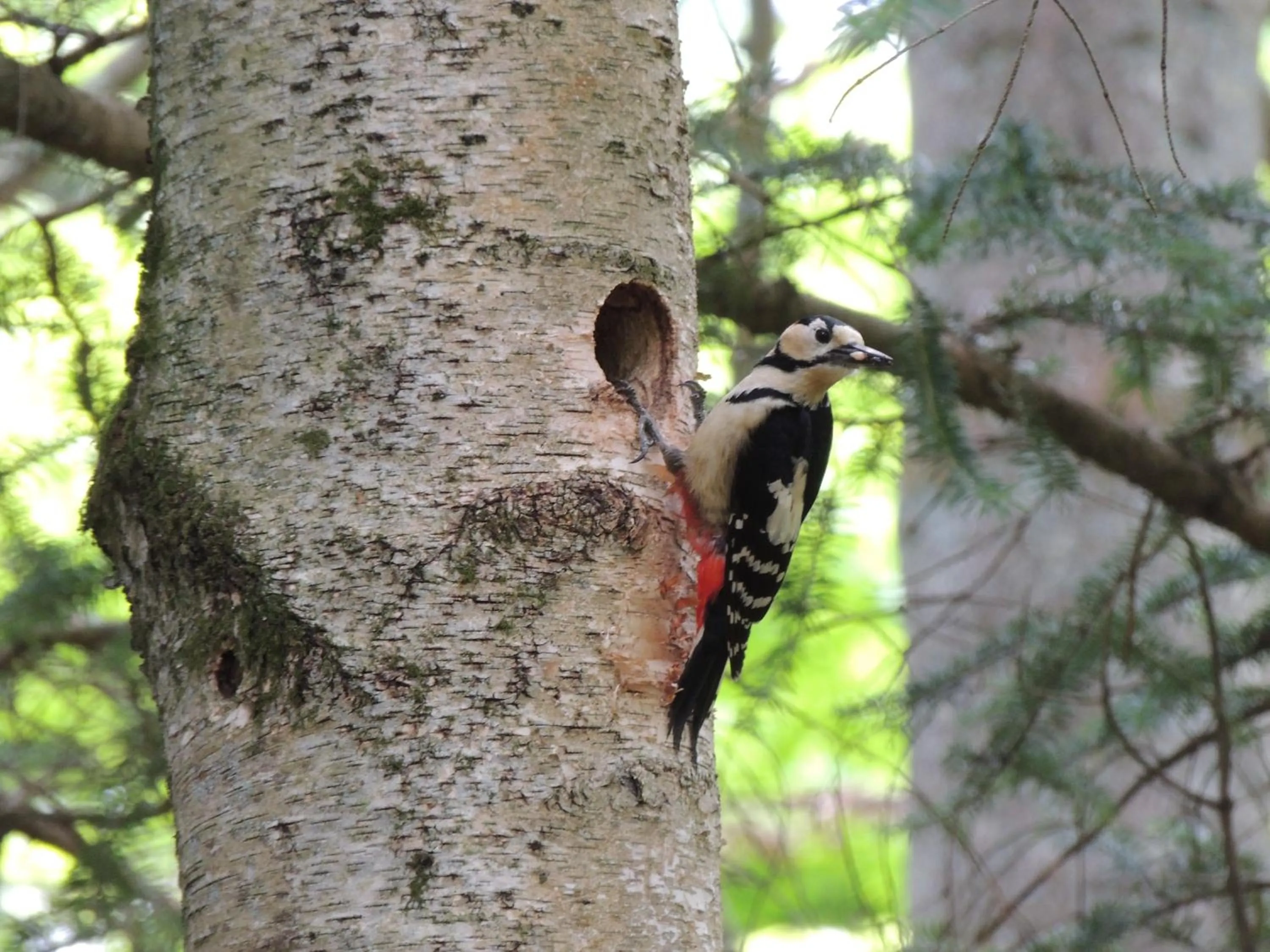 Activities in B&B Hotel Hyochoan