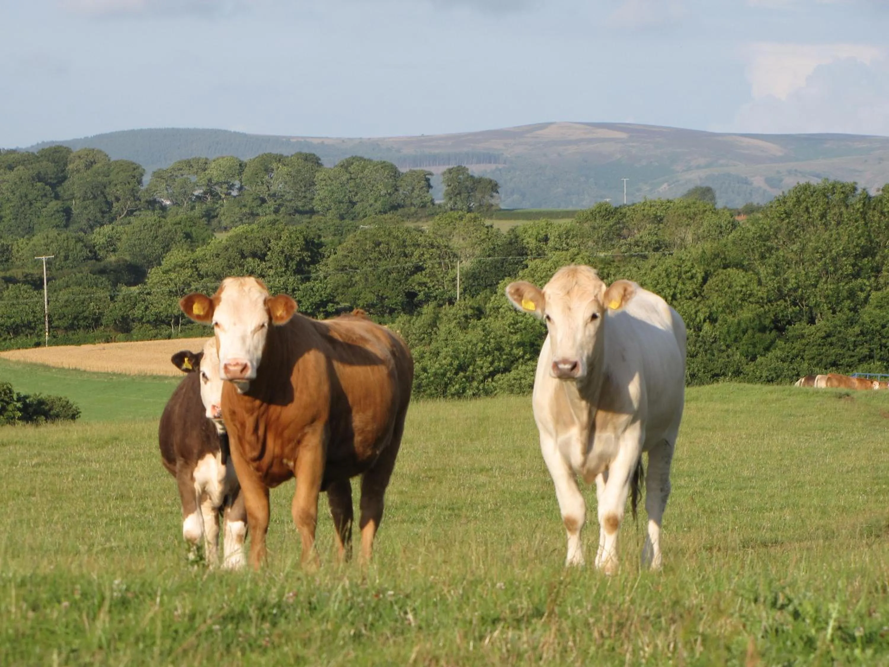 View (from property/room) in Bournestream