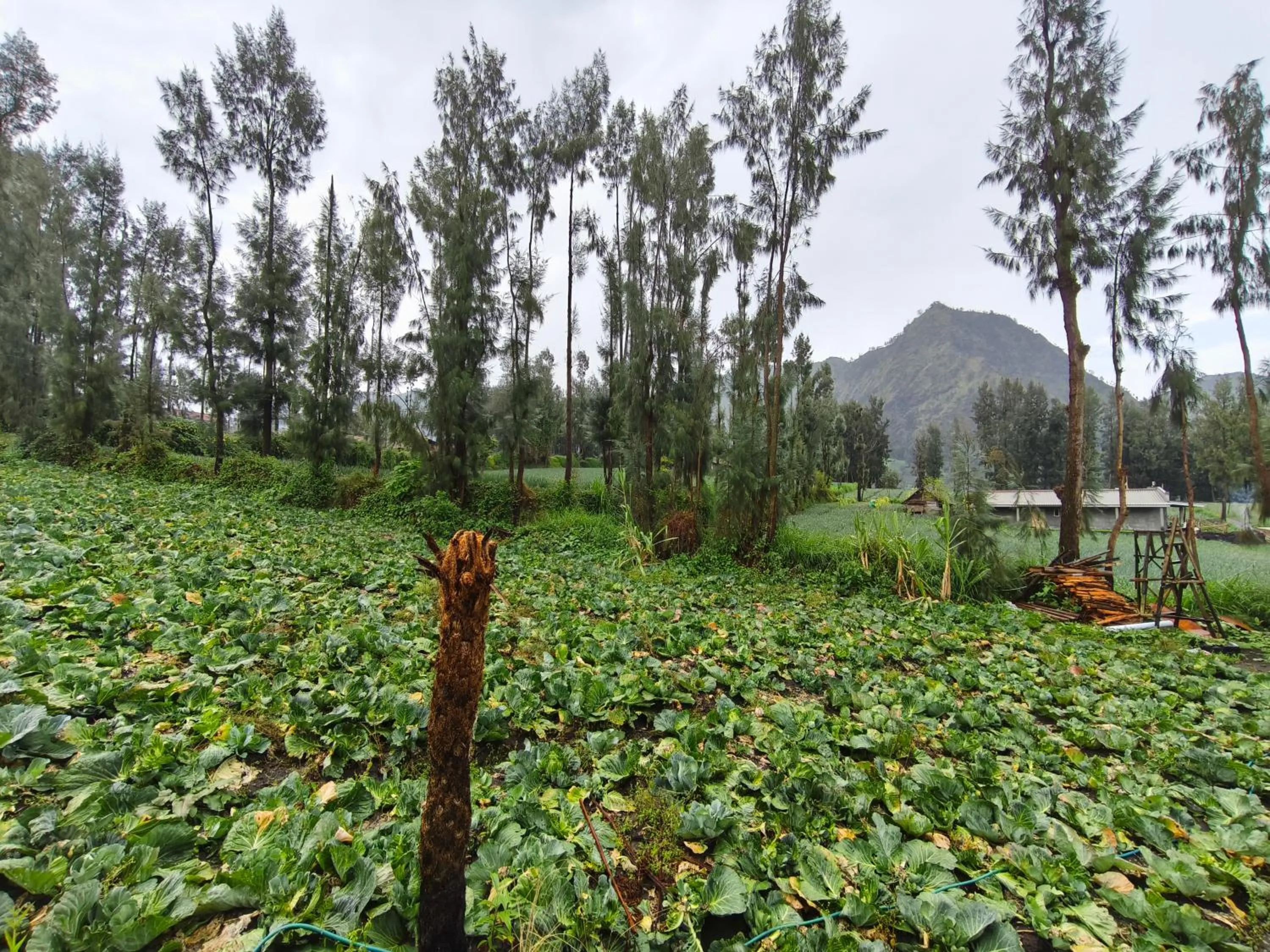 Garden in Elen Homestay by ABM