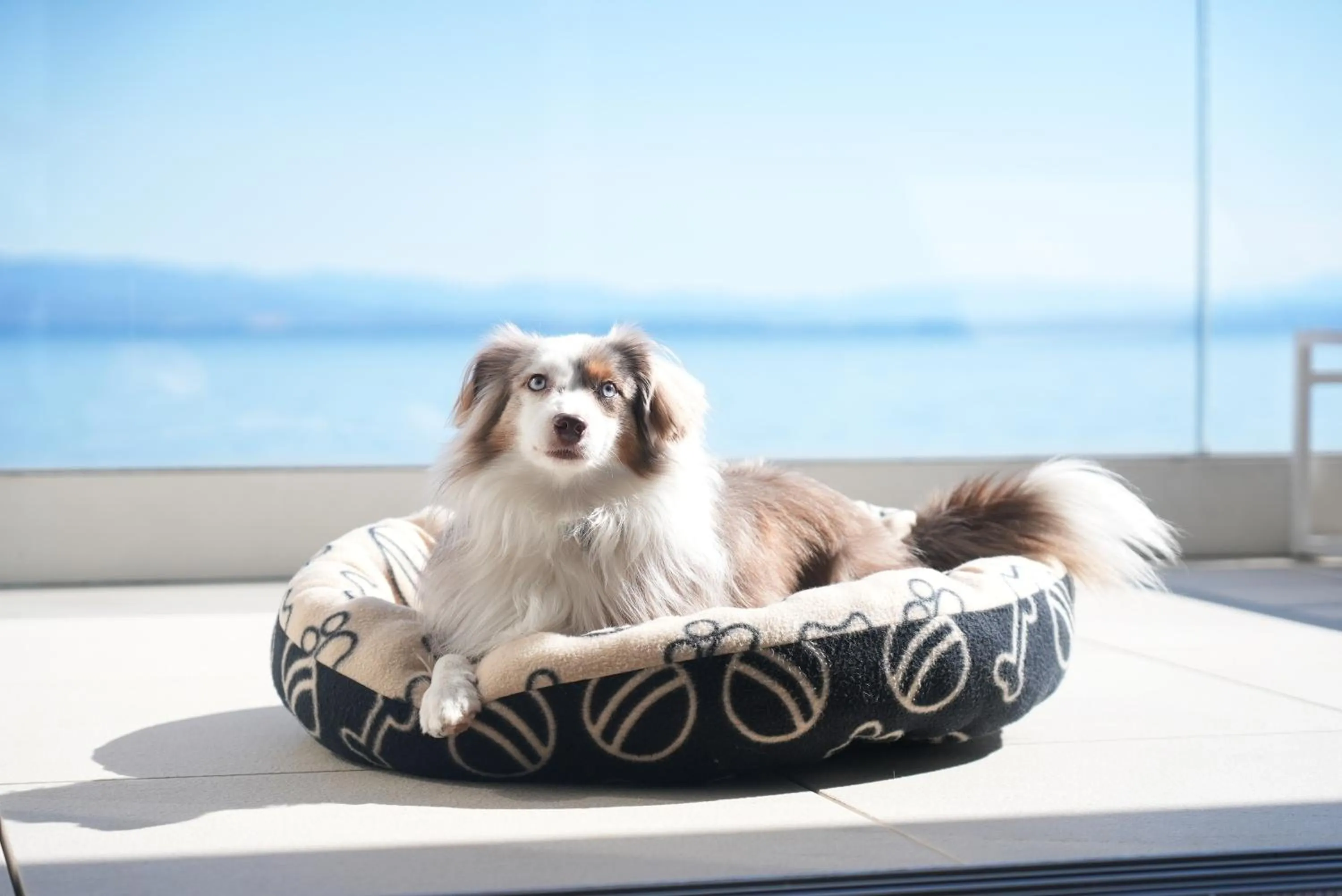 Pets in Bevanda Hotel & Restaurant - Unique Adriatic