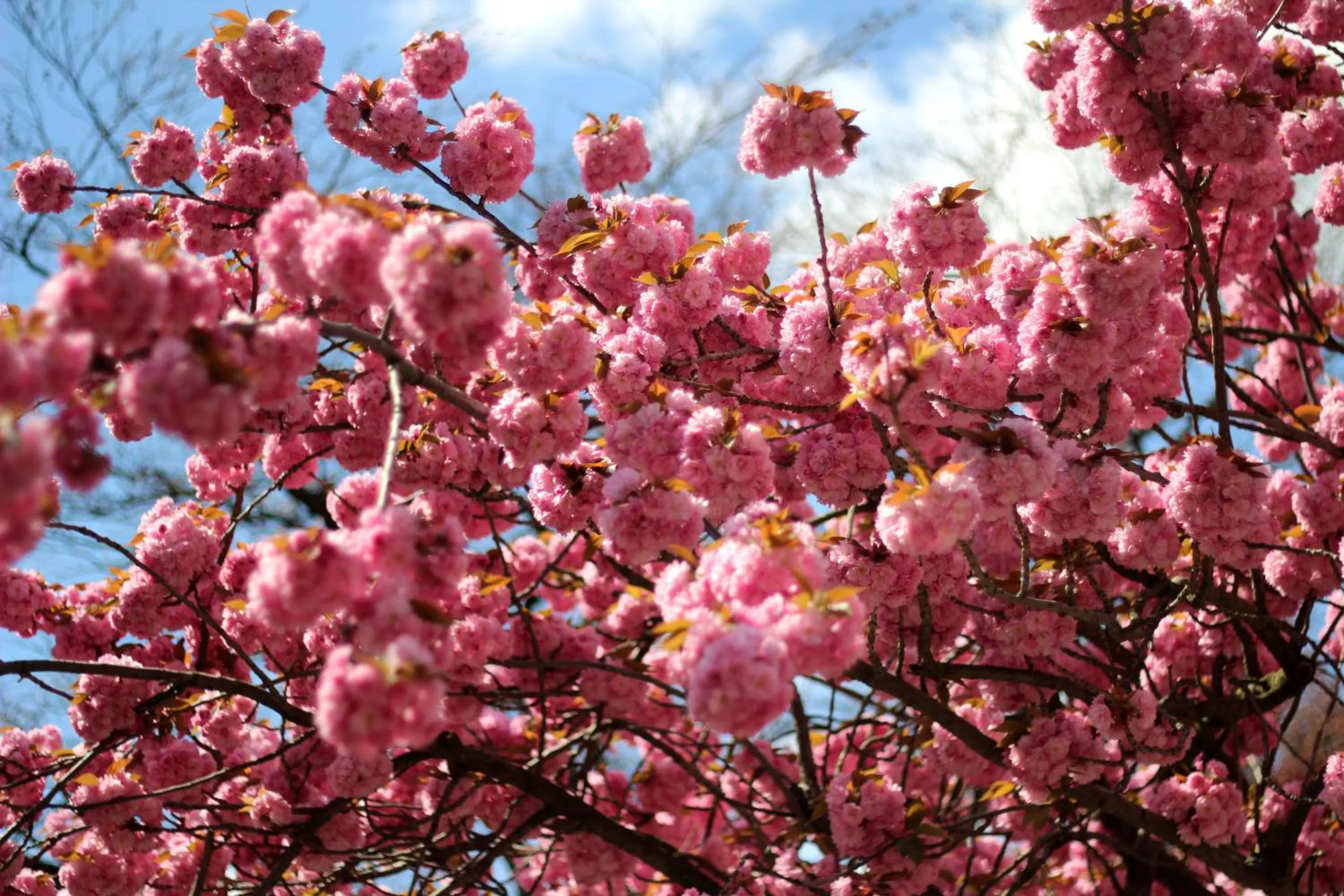 Spring in ACRON Hotel Wittenberg
