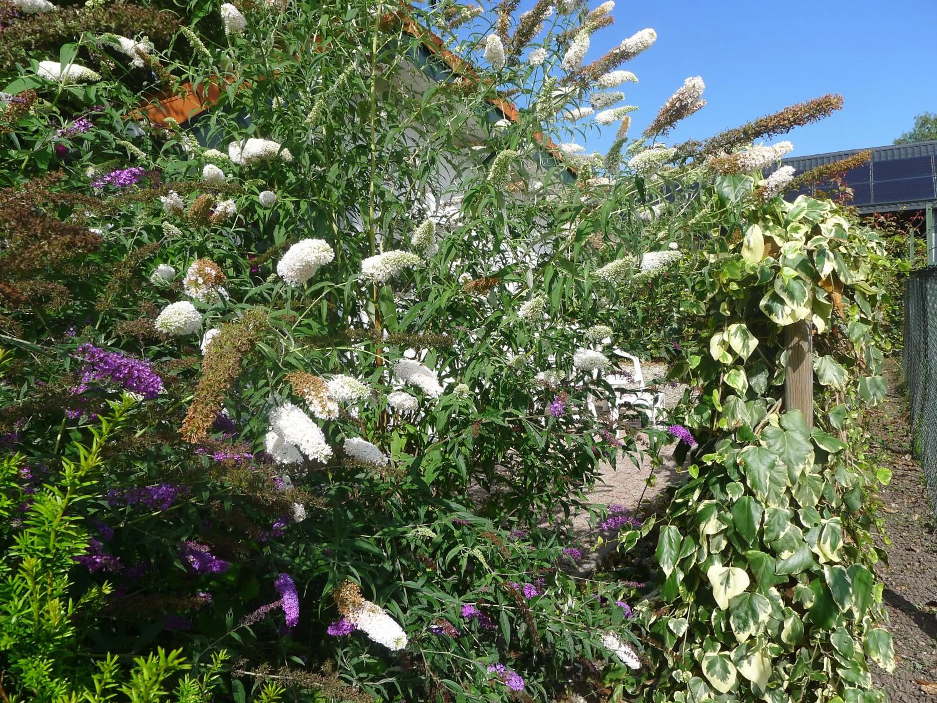 B&B De Kleine Wijngaard