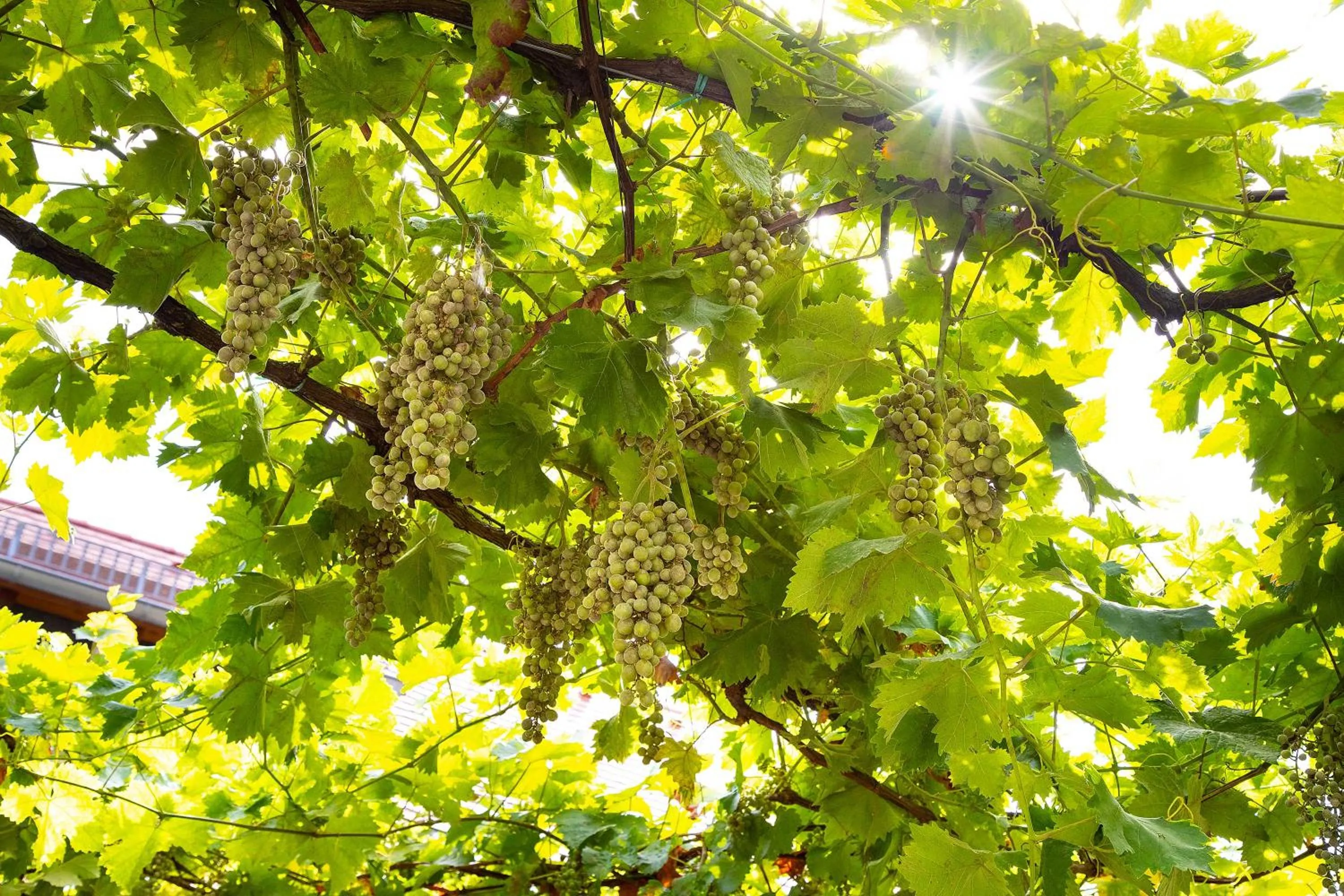 Patio in Hotel Annaberg