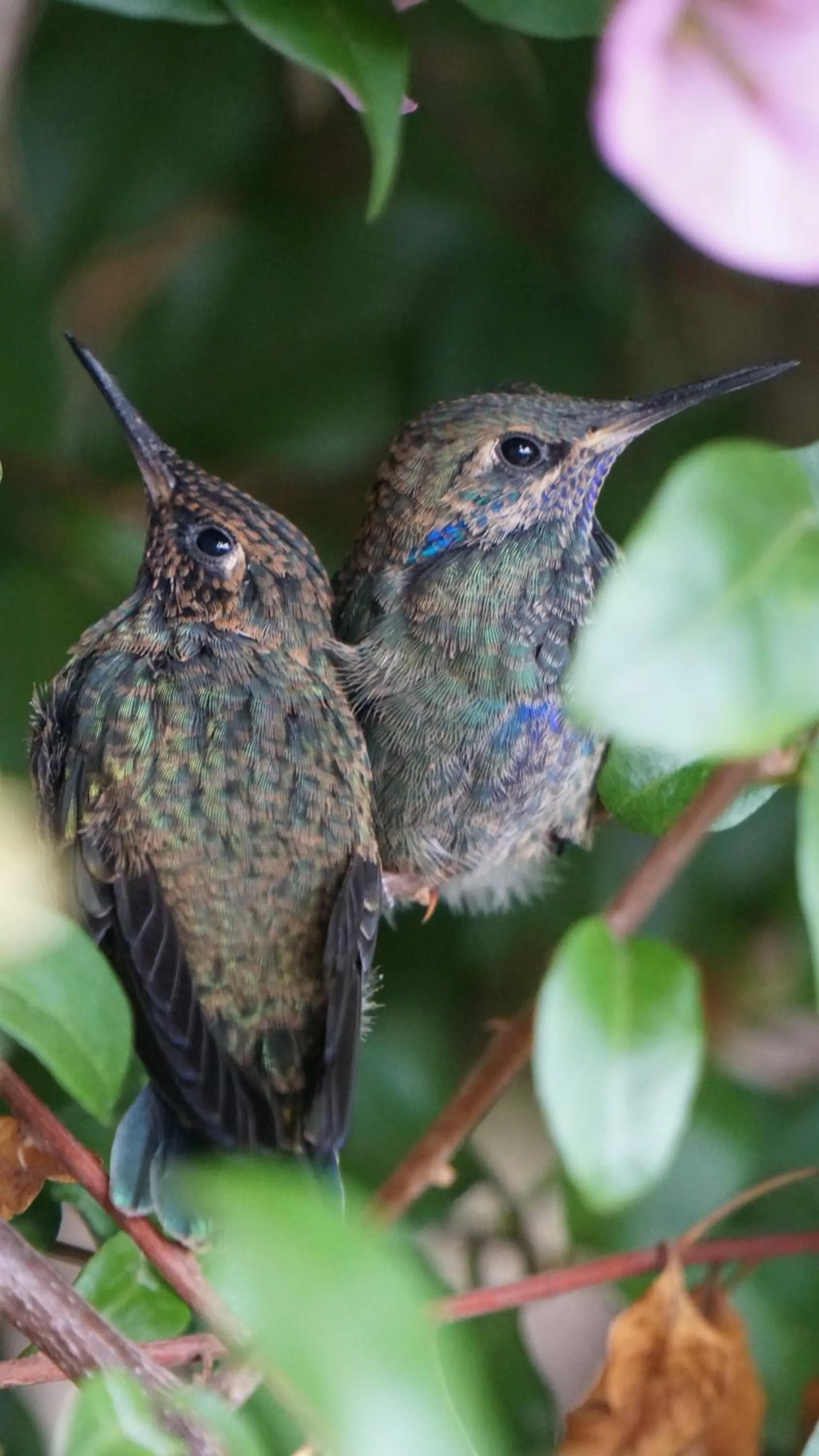 Animals in Hacienda Jimenita Wildlife Reserve