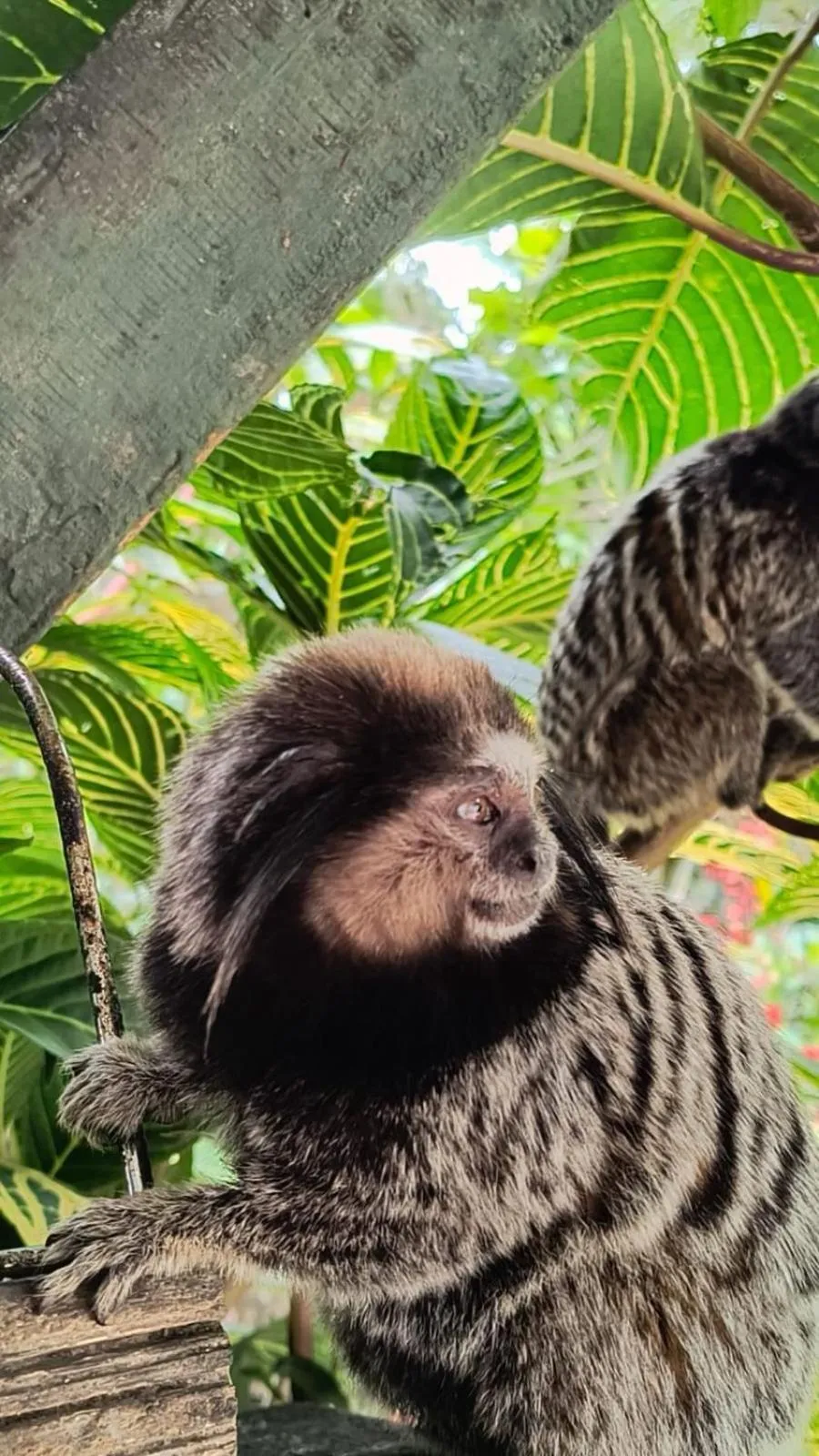 Animals in Pousada Dona Francisca