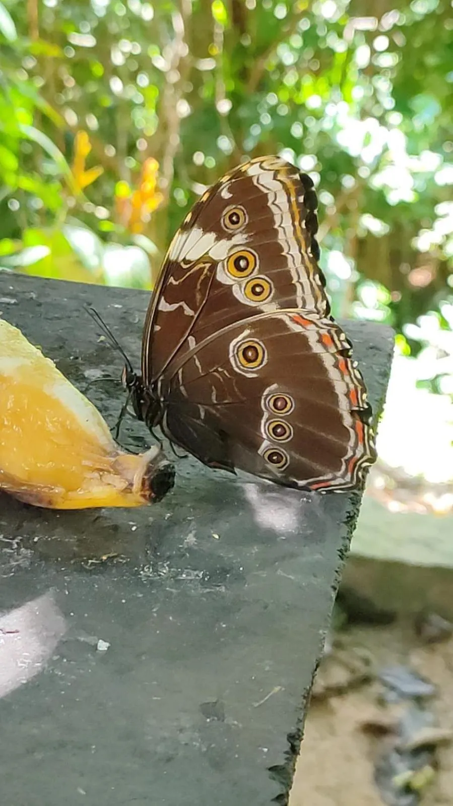 Animals in Pousada Dona Francisca