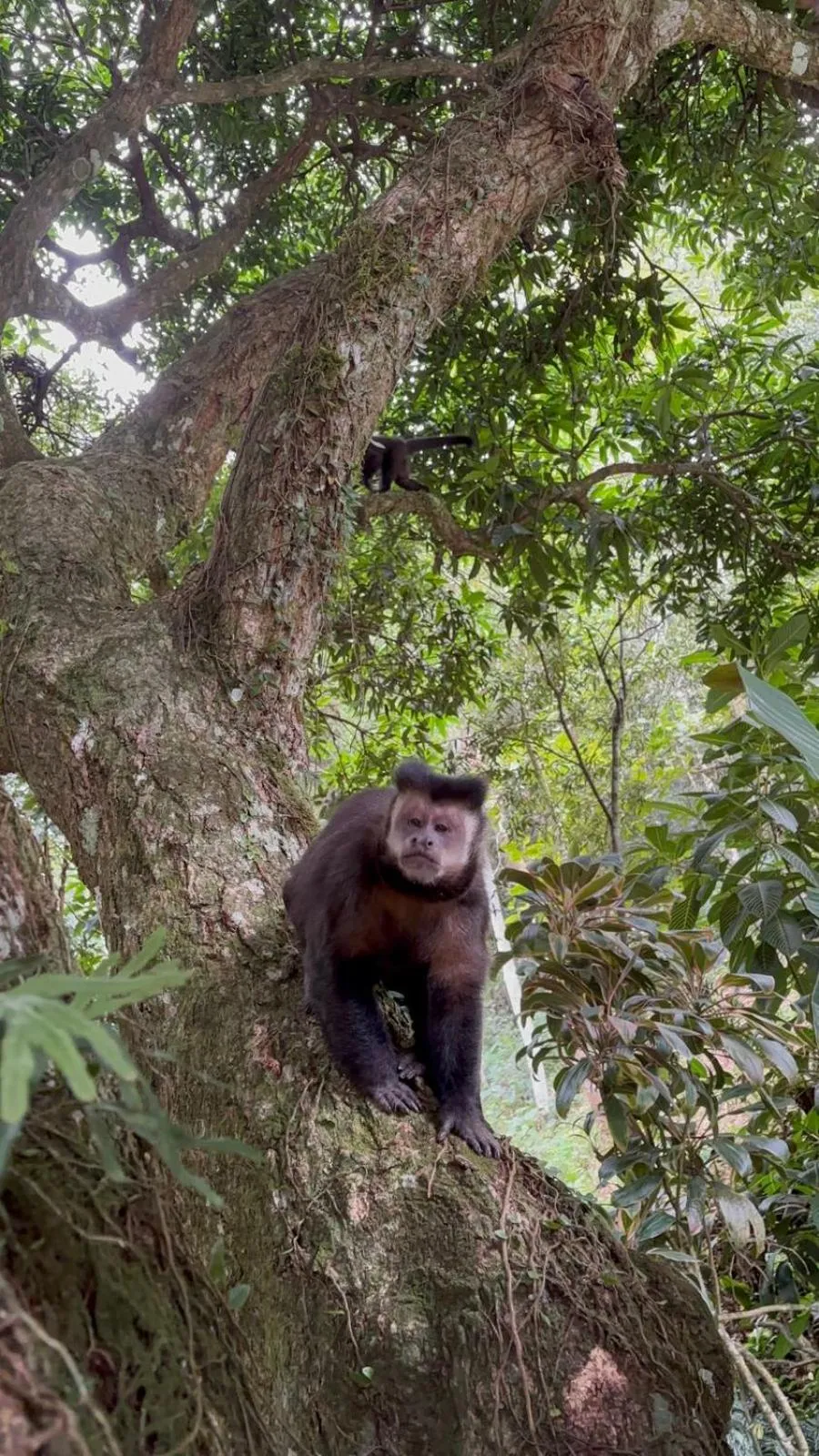 Animals in Pousada Dona Francisca